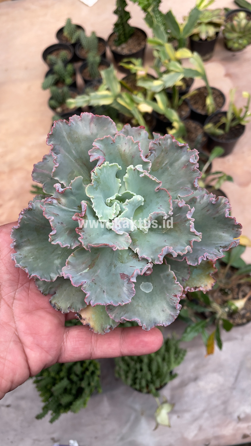 136. Echeveria Chantilly - Image 9