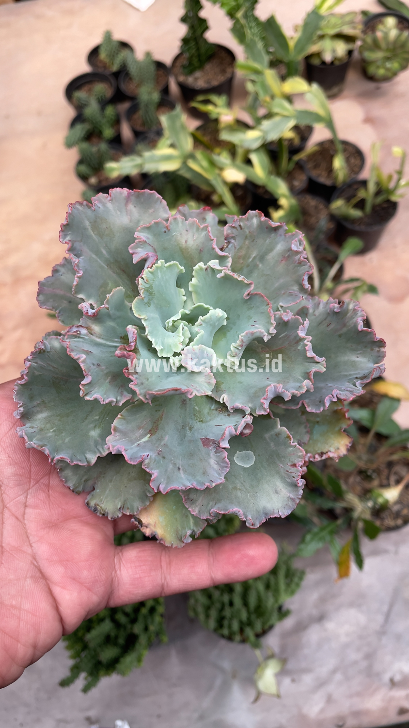136. Echeveria Chantilly - Image 8