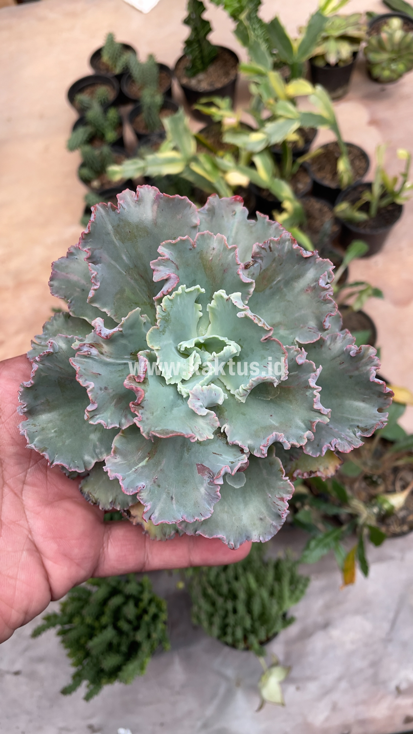 136. Echeveria Chantilly - Image 6
