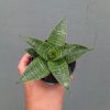 1360. Sansevieria Nimbus