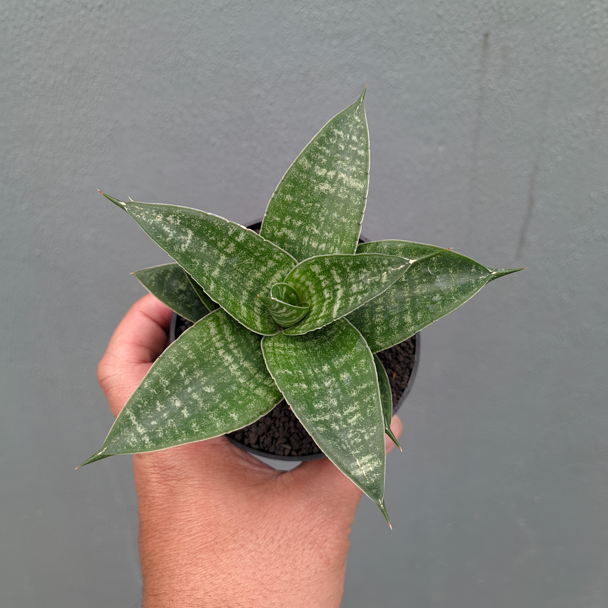 1360. Sansevieria Nimbus