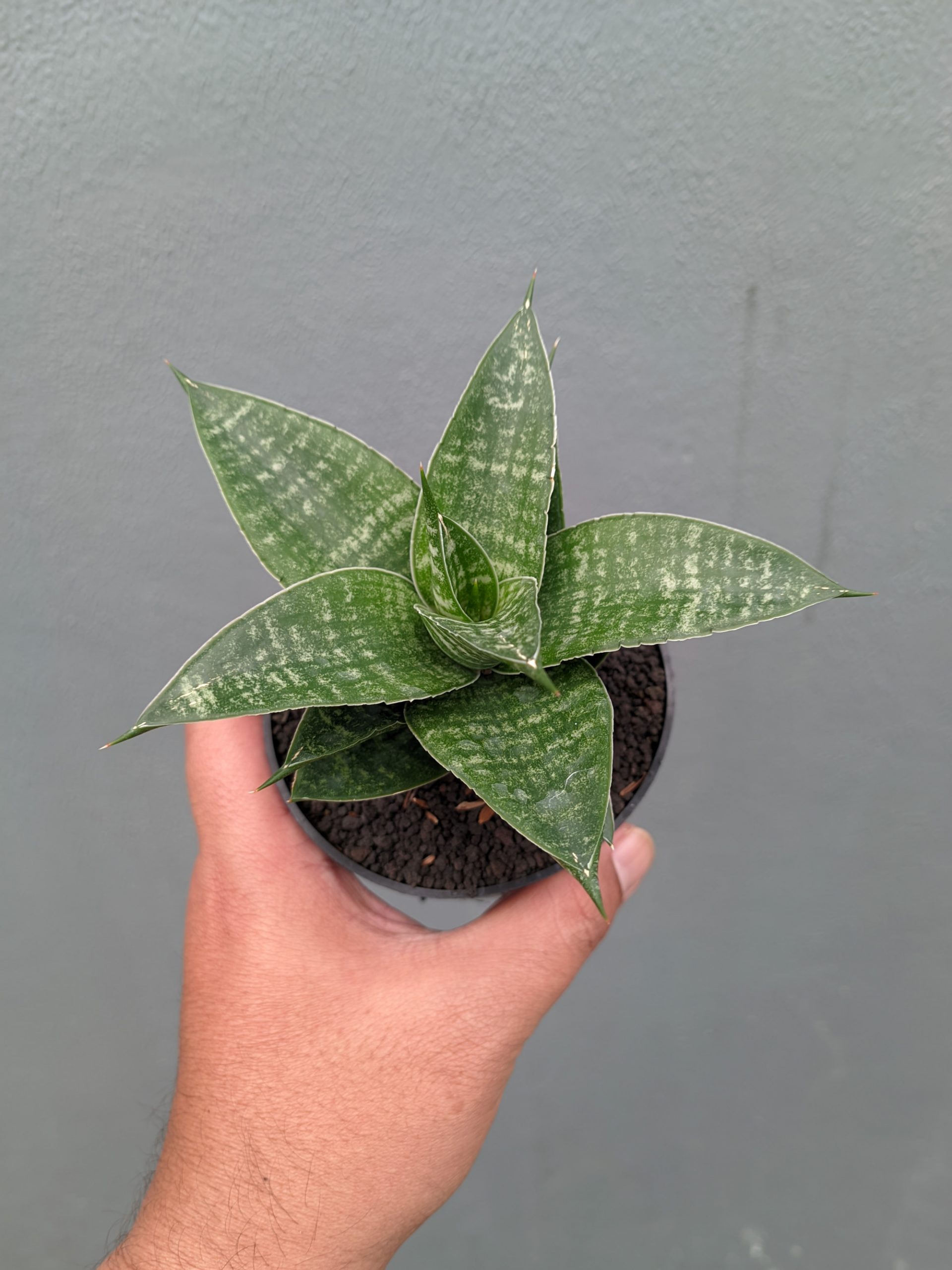 1360. Sansevieria Nimbus - Image 3