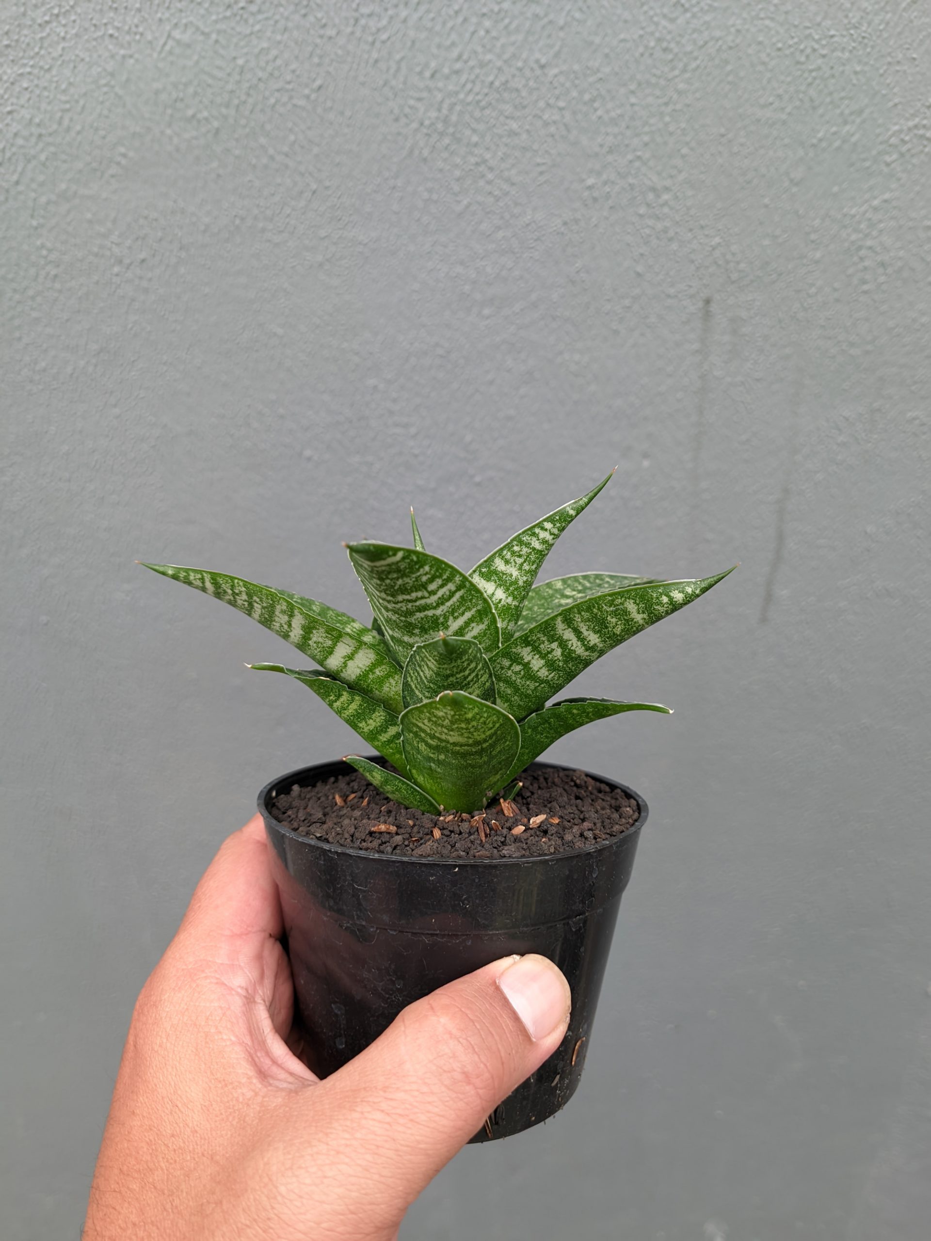 1360. Sansevieria Nimbus - Image 14