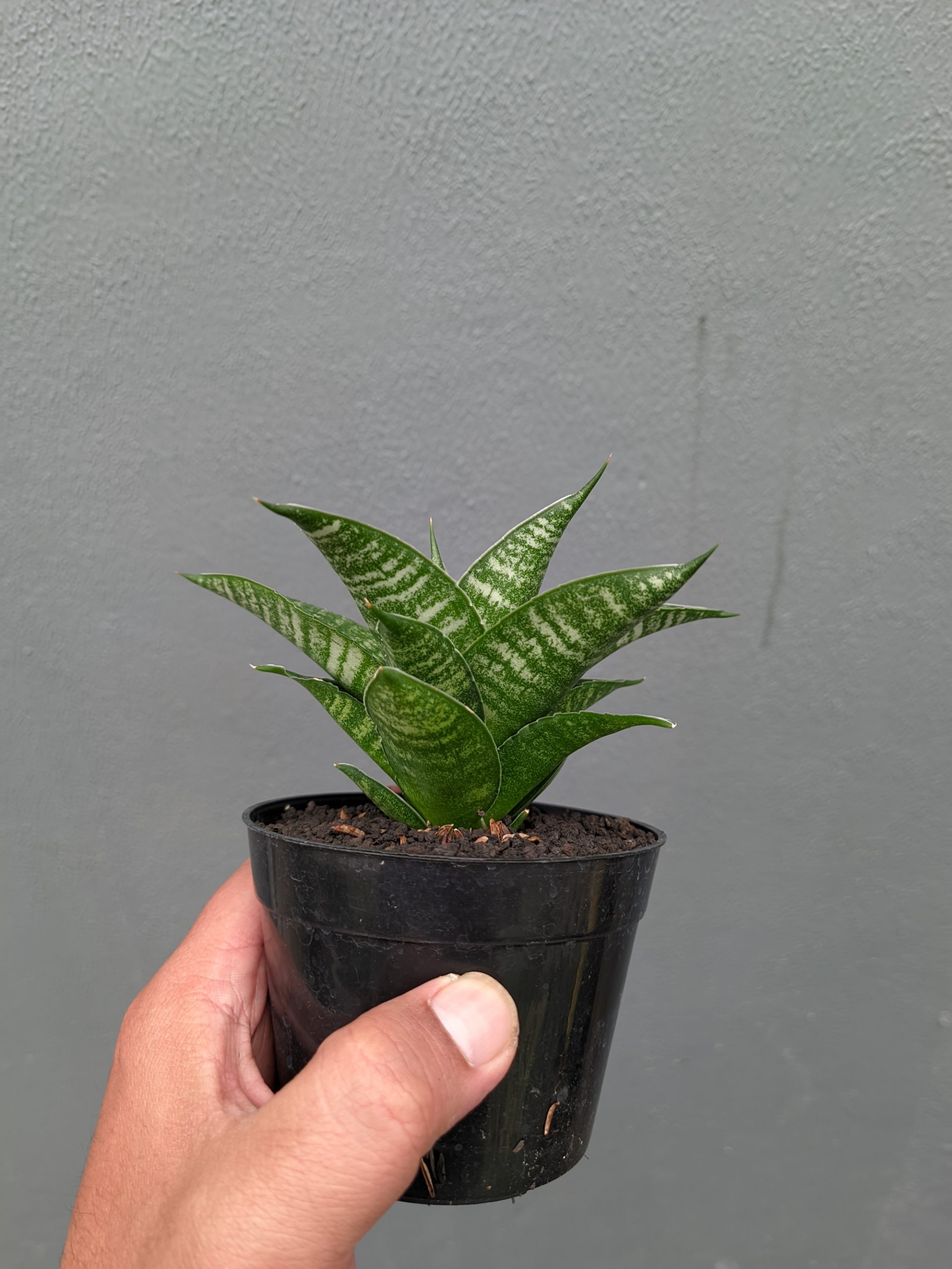 1360. Sansevieria Nimbus - Image 15