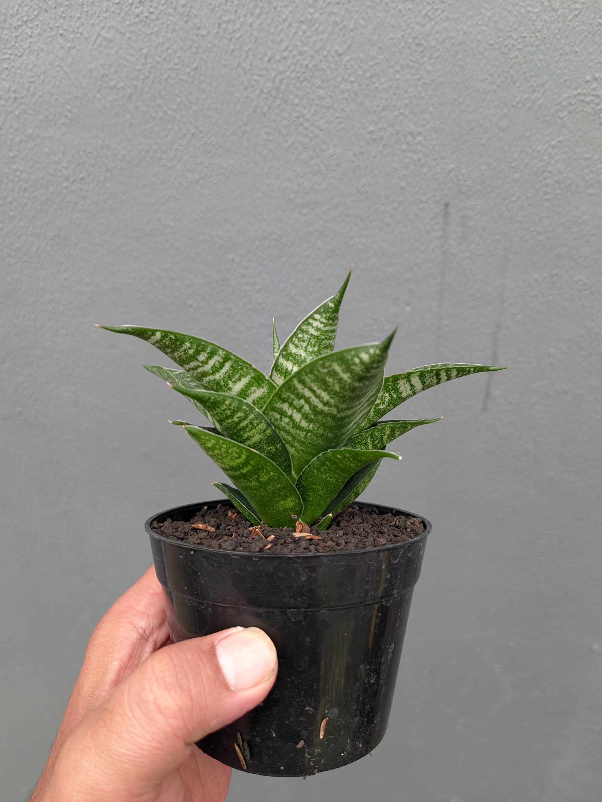 1360. Sansevieria Nimbus - Image 6