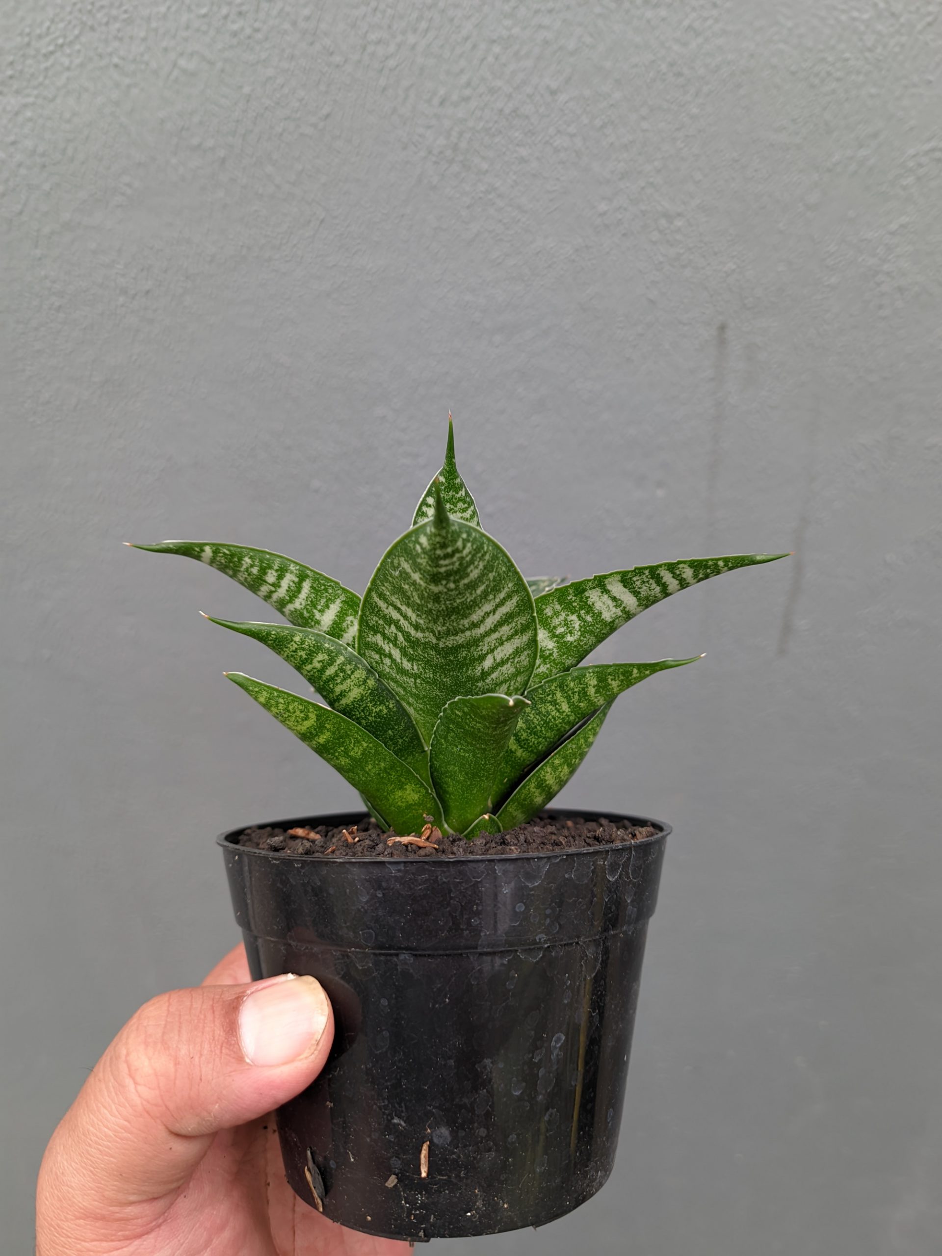 1360. Sansevieria Nimbus - Image 4