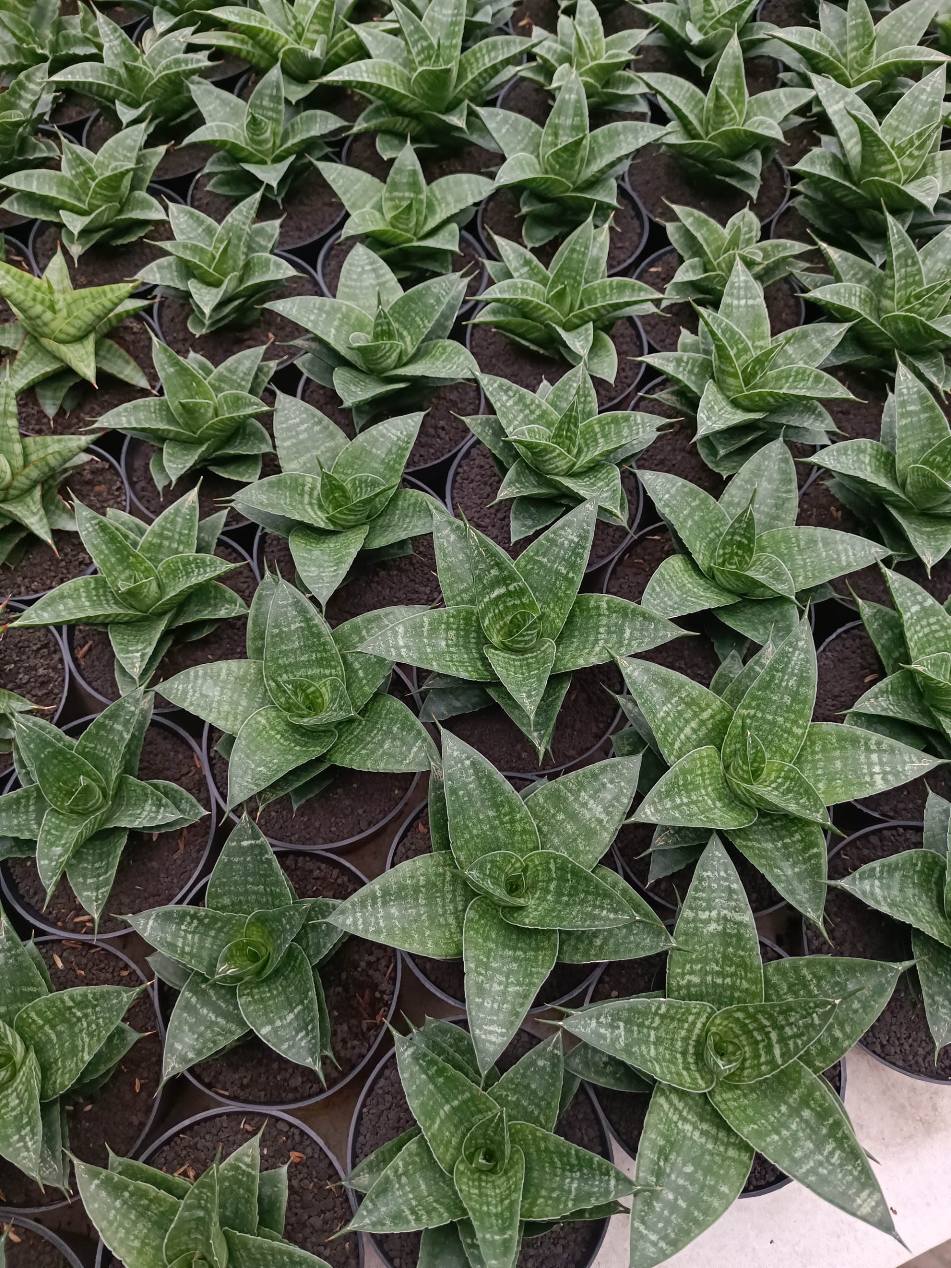 1360. Sansevieria Nimbus - Image 2