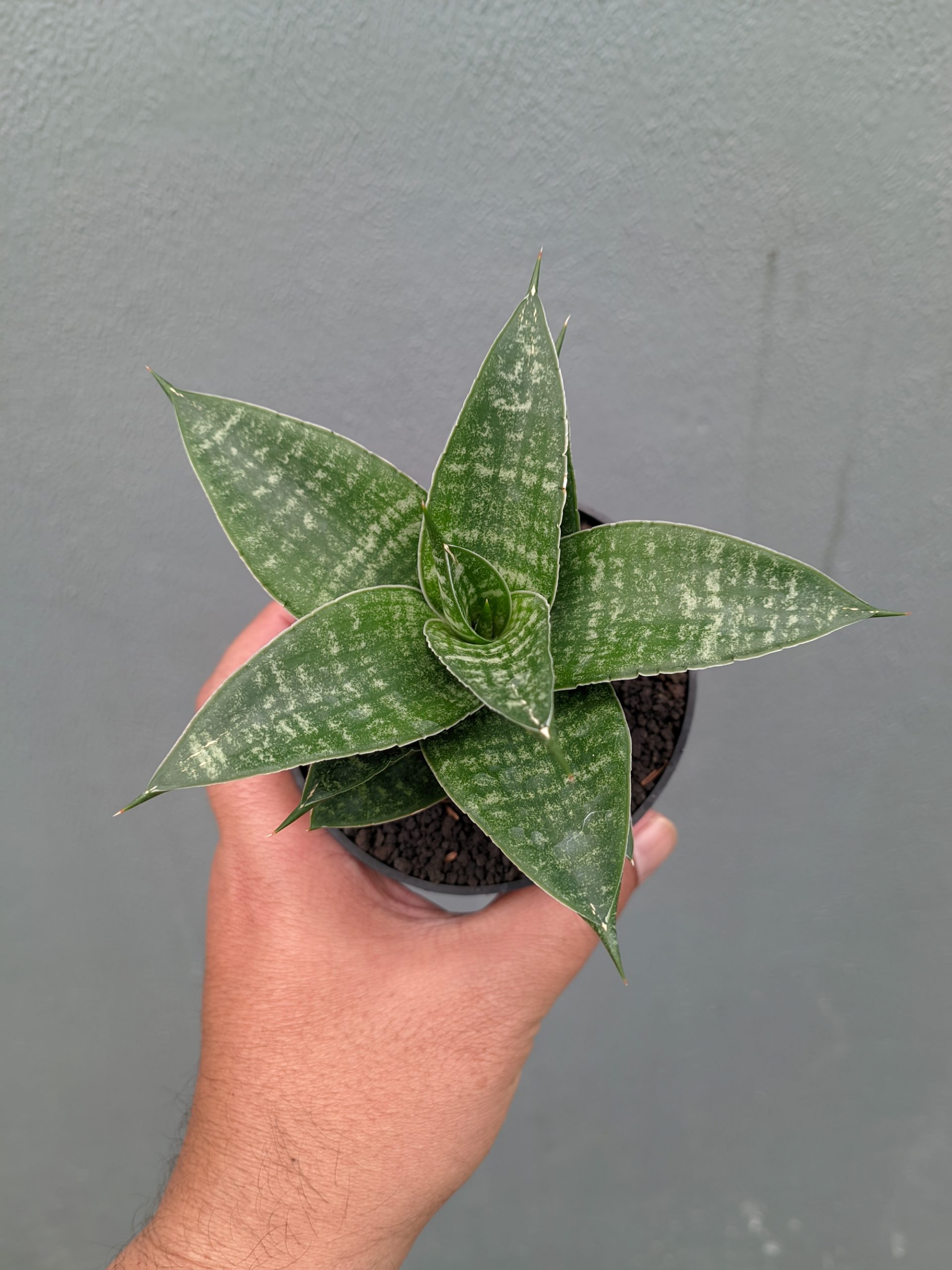 1360. Sansevieria Nimbus - Image 5