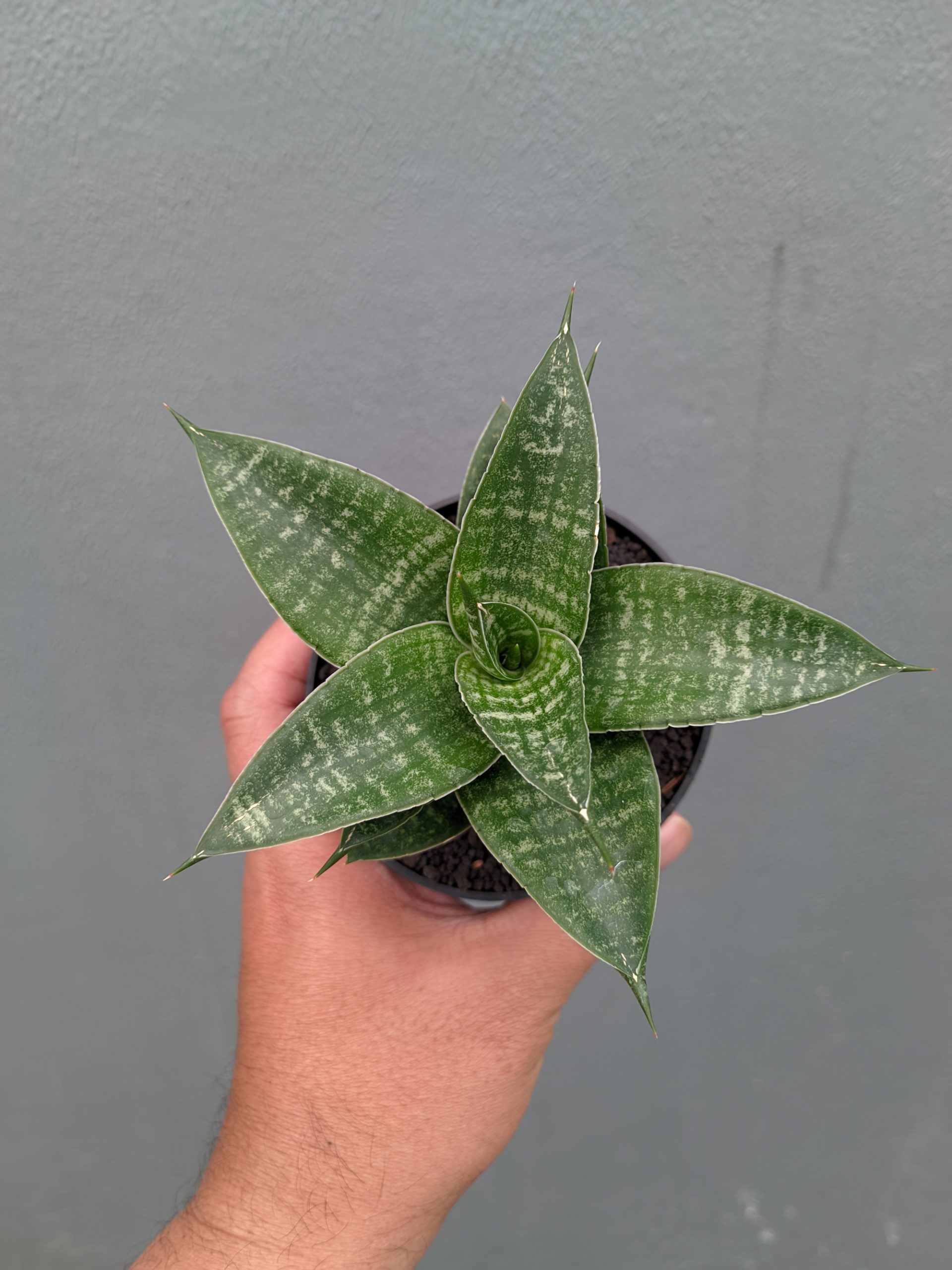 1360. Sansevieria Nimbus - Image 7