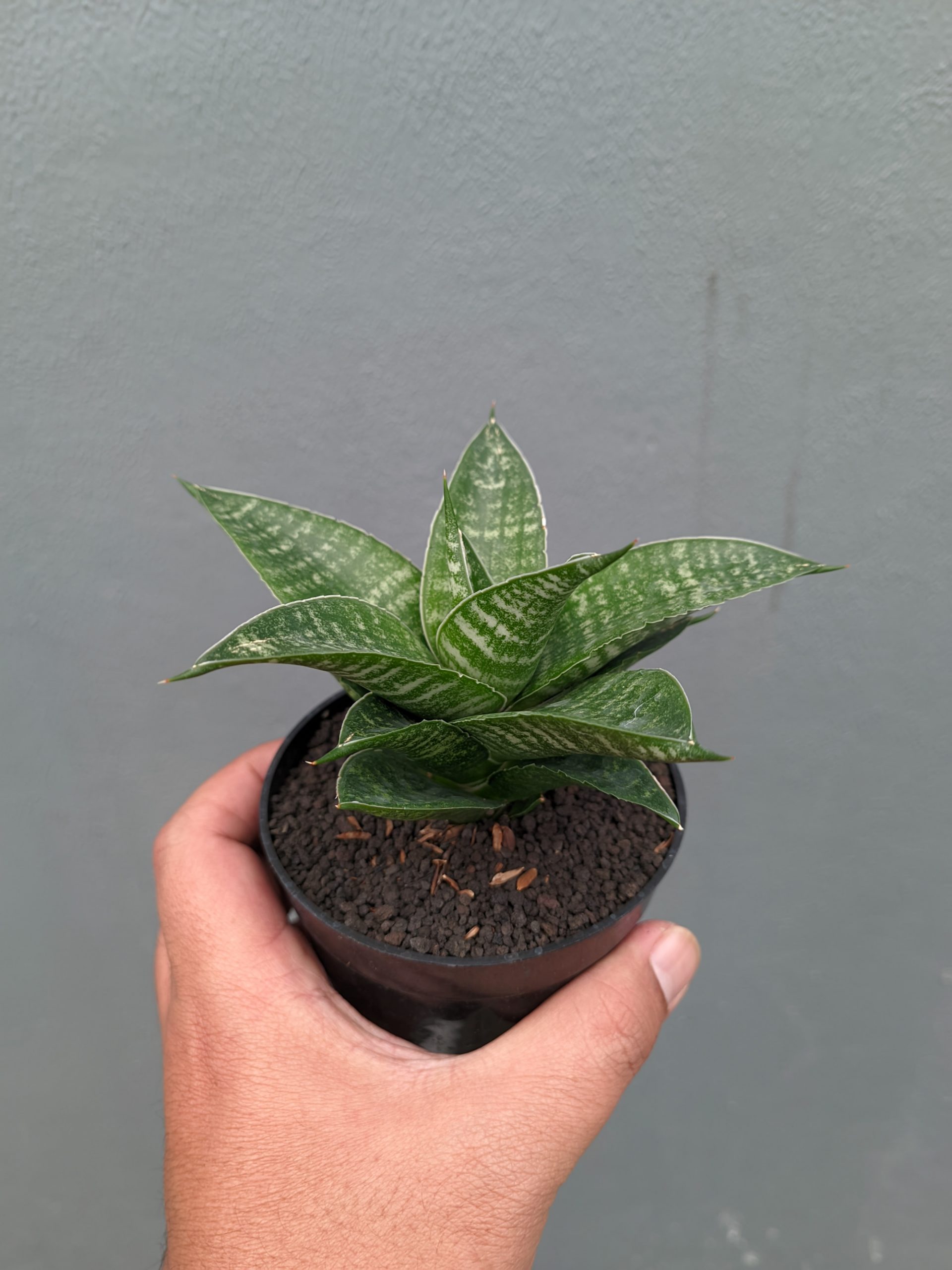 1360. Sansevieria Nimbus - Image 8