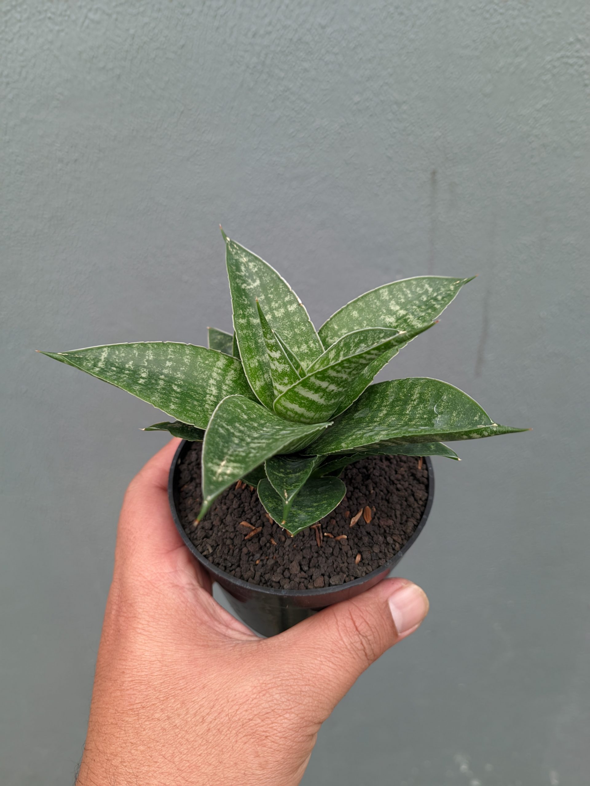 1360. Sansevieria Nimbus - Image 9