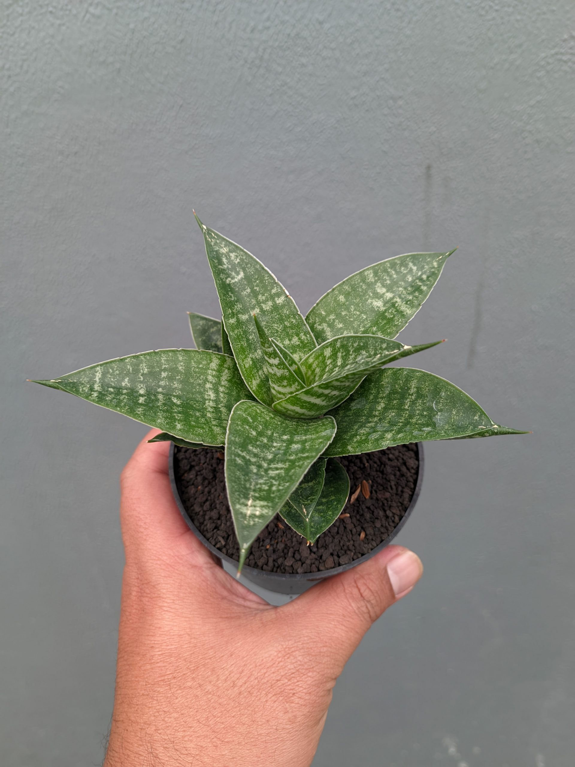 1360. Sansevieria Nimbus - Image 10