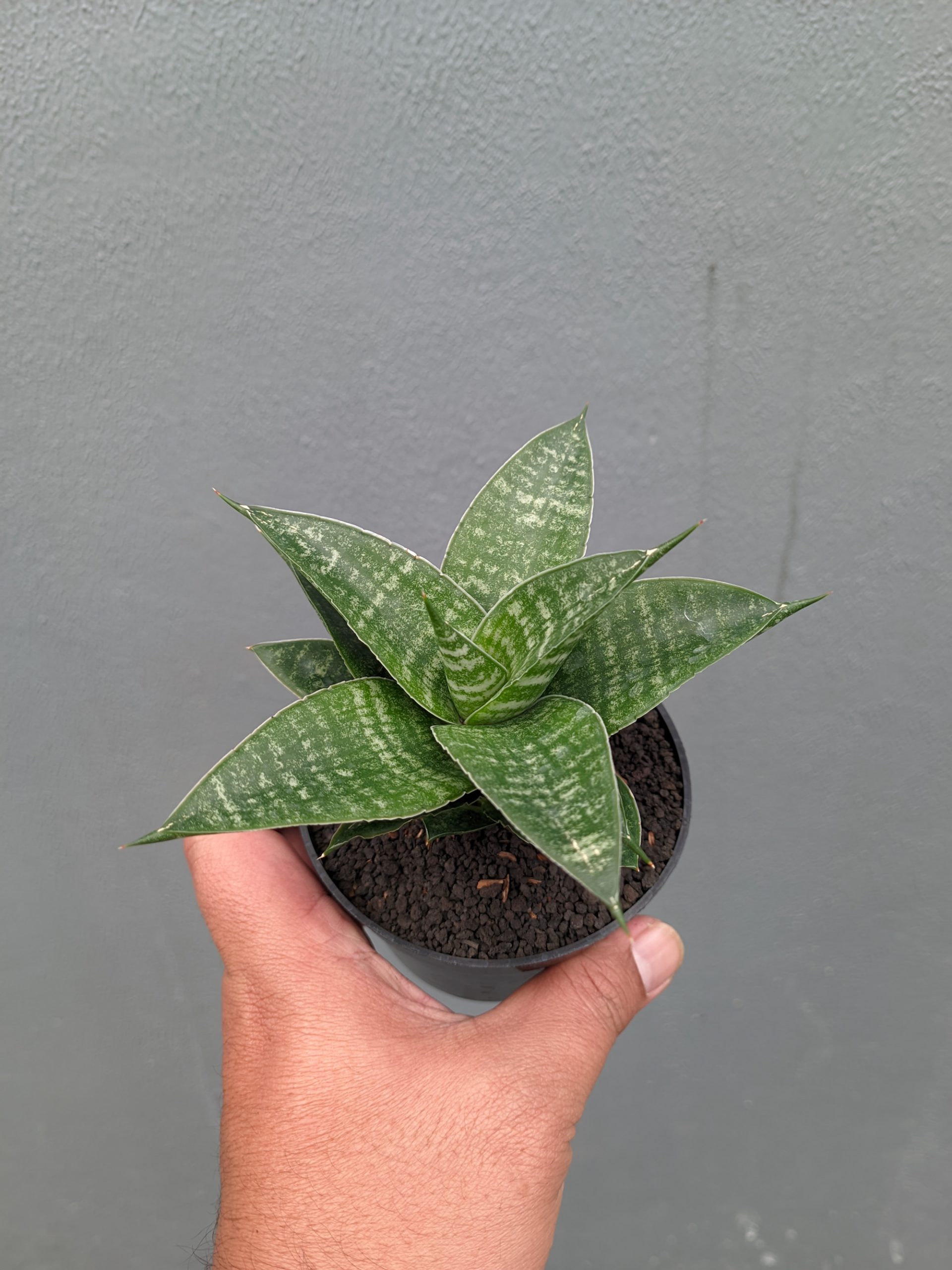 1360. Sansevieria Nimbus - Image 11