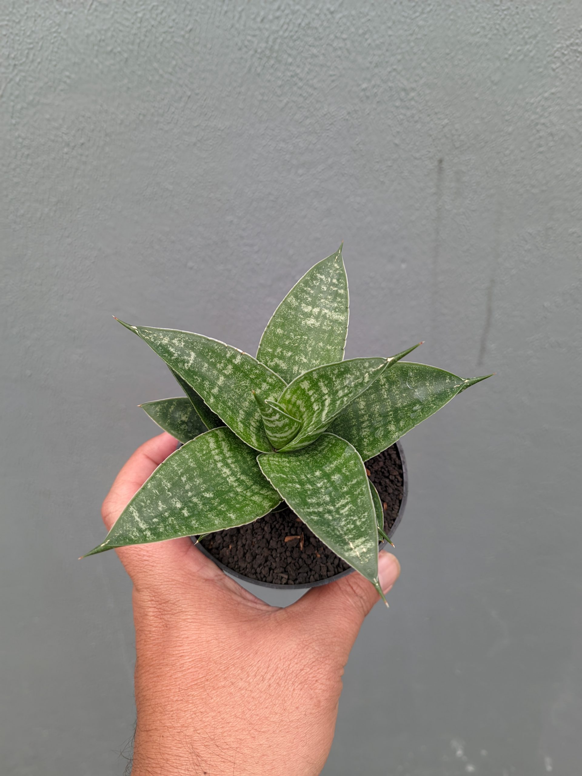 1360. Sansevieria Nimbus - Image 12