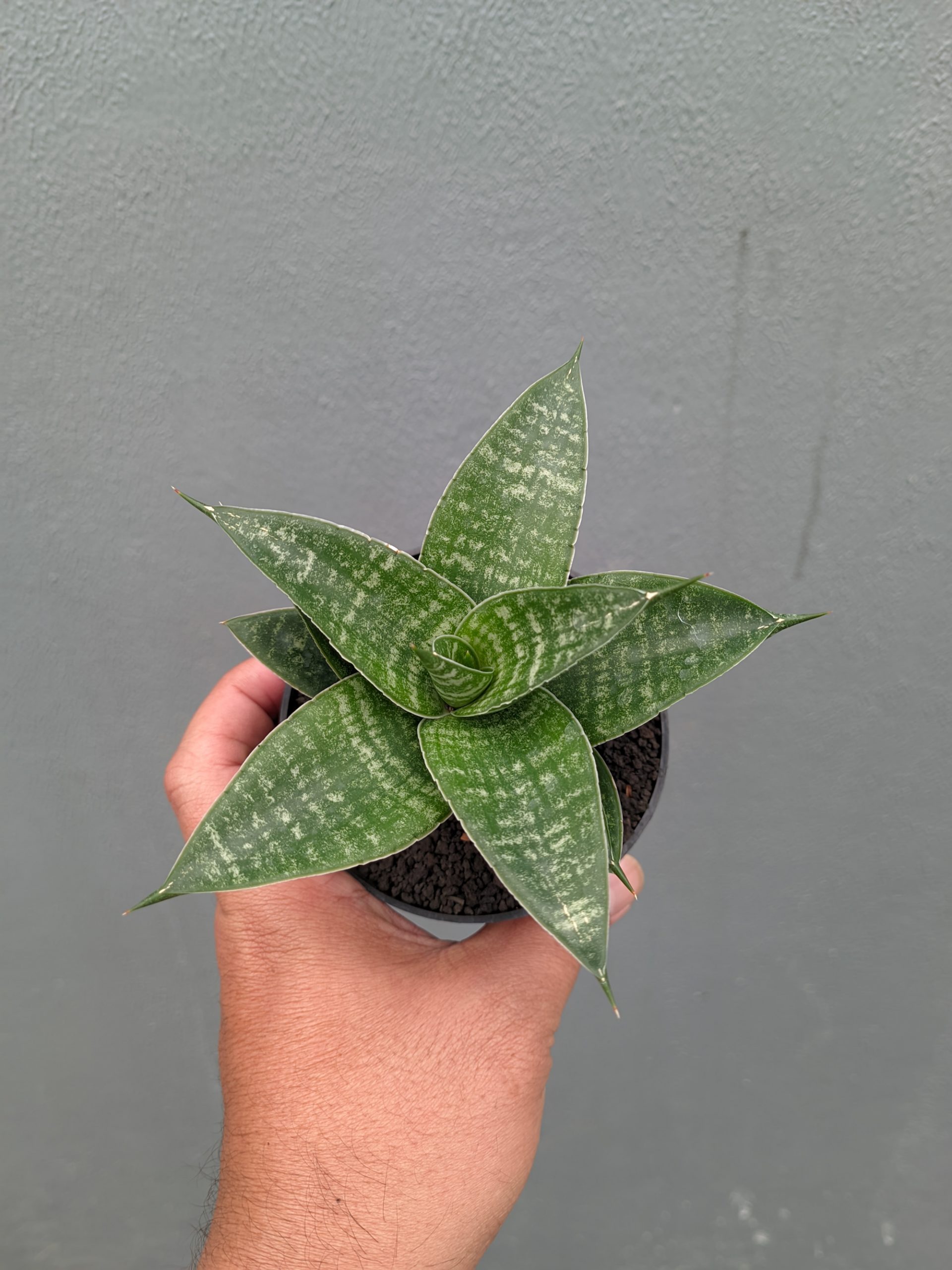 1360. Sansevieria Nimbus - Image 13
