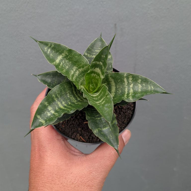 1361. Sansevieria Nemo