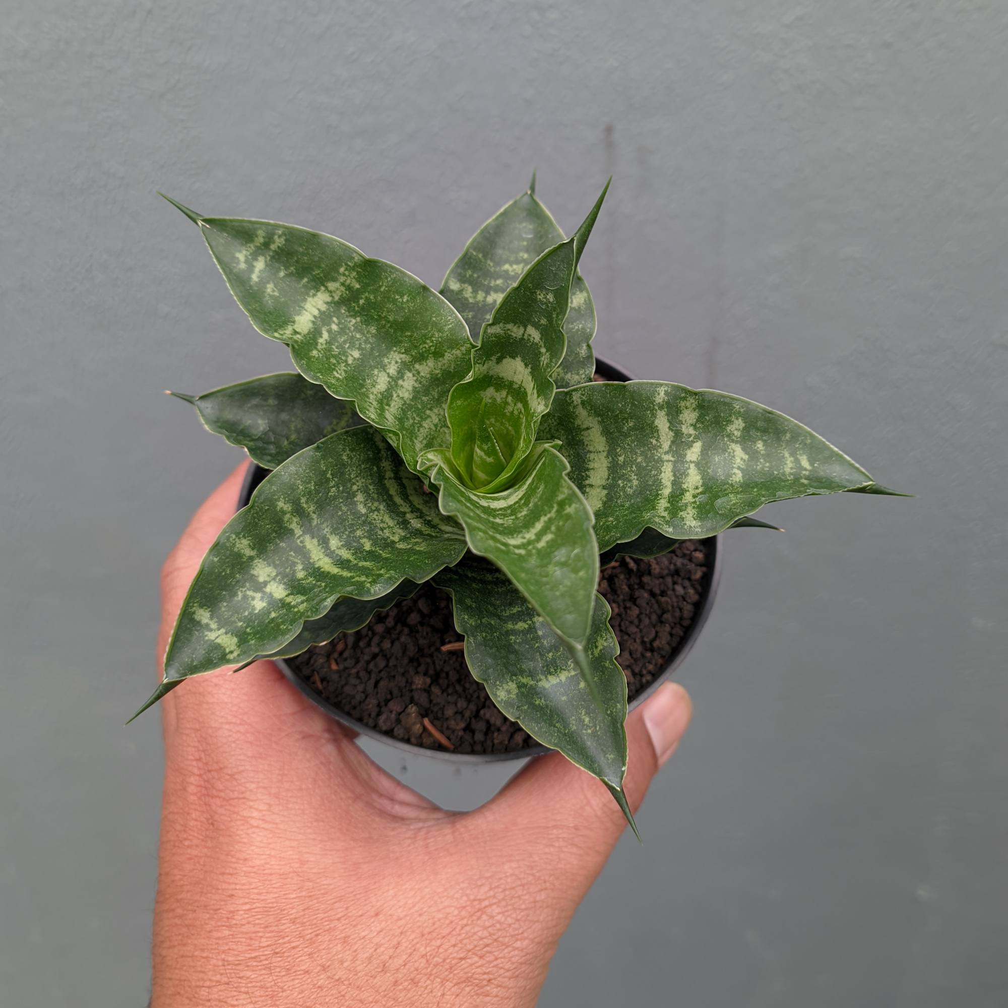 1361. Sansevieria Nemo