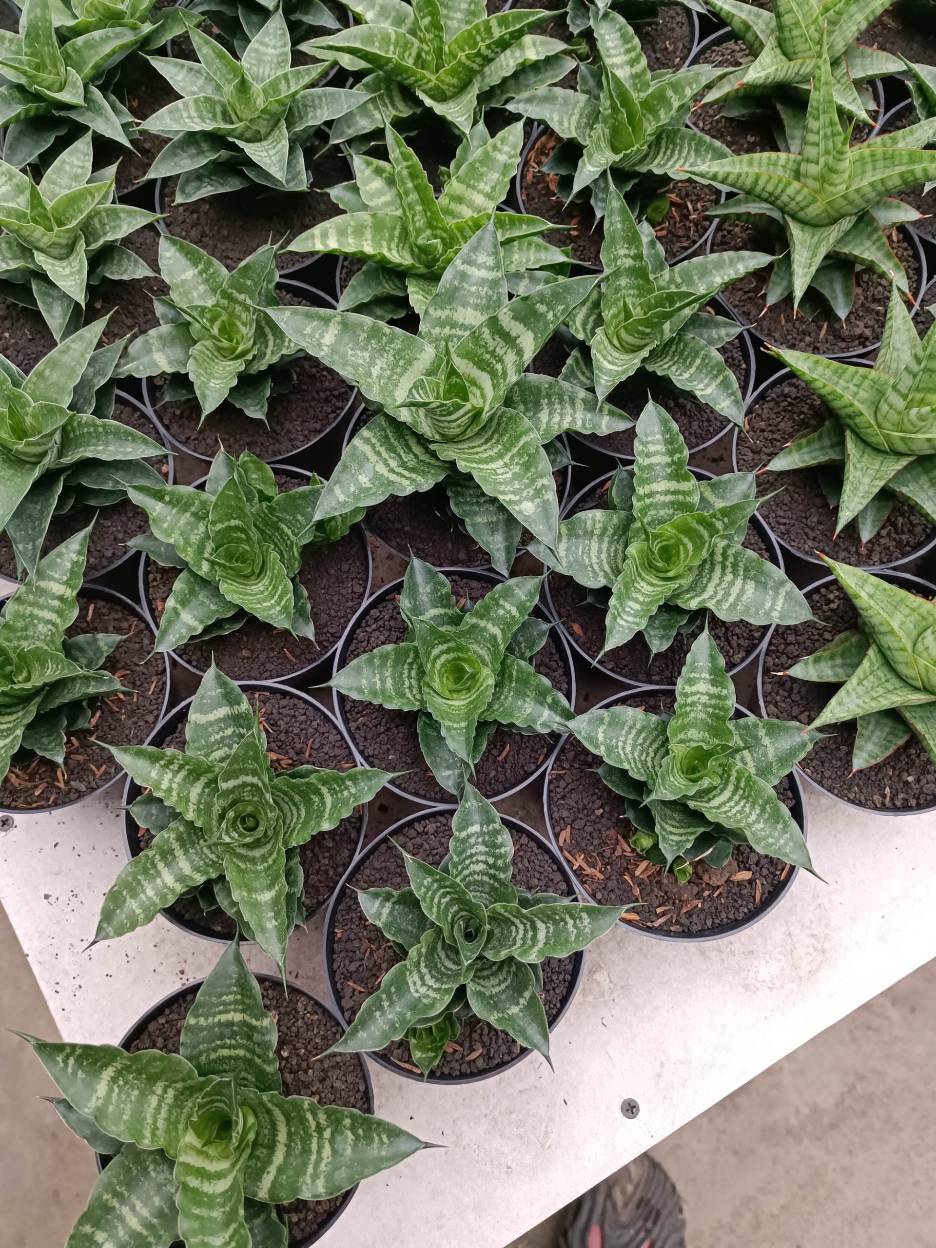 1361. Sansevieria Nemo - Image 2