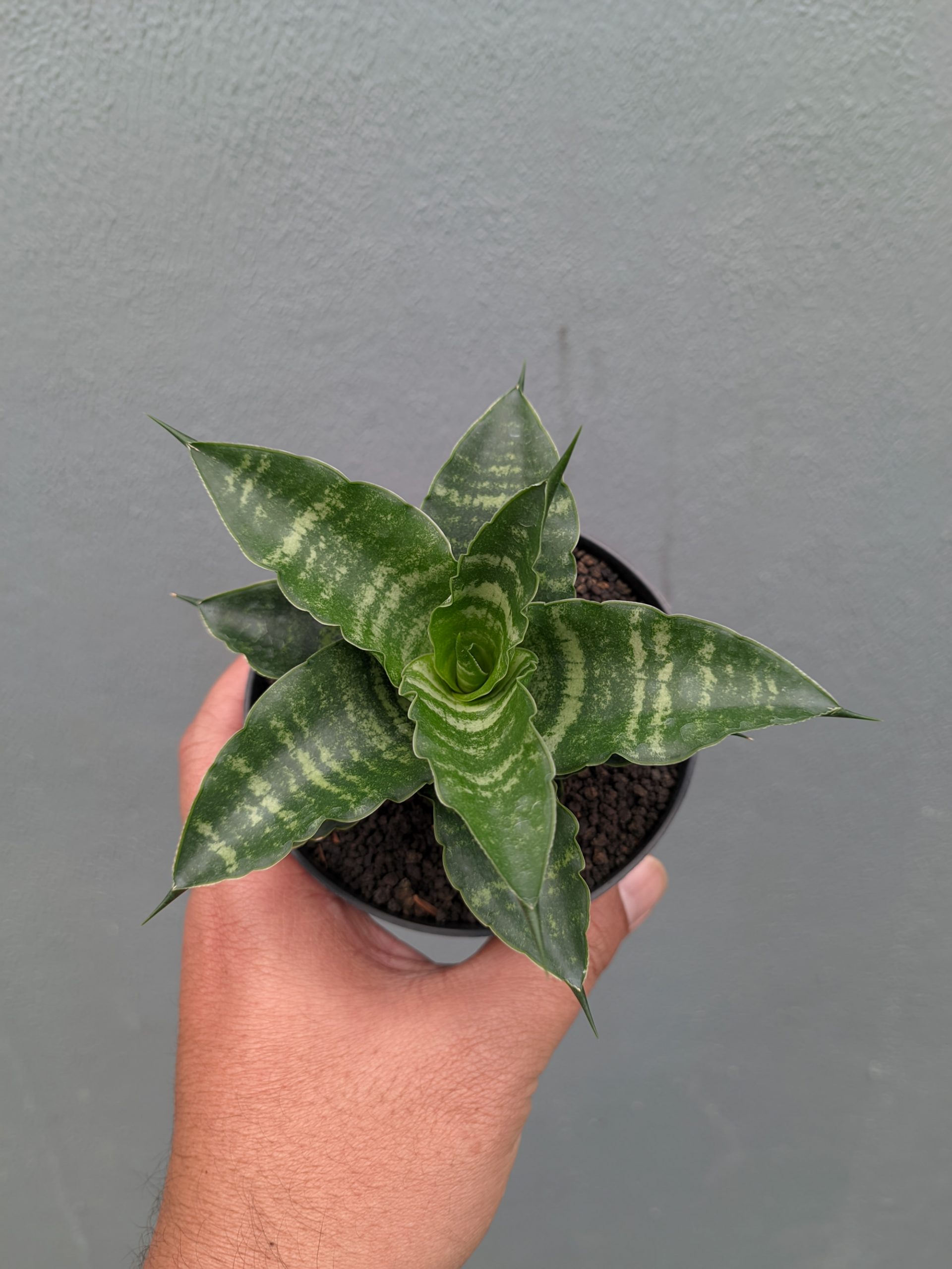 1361. Sansevieria Nemo - Image 3