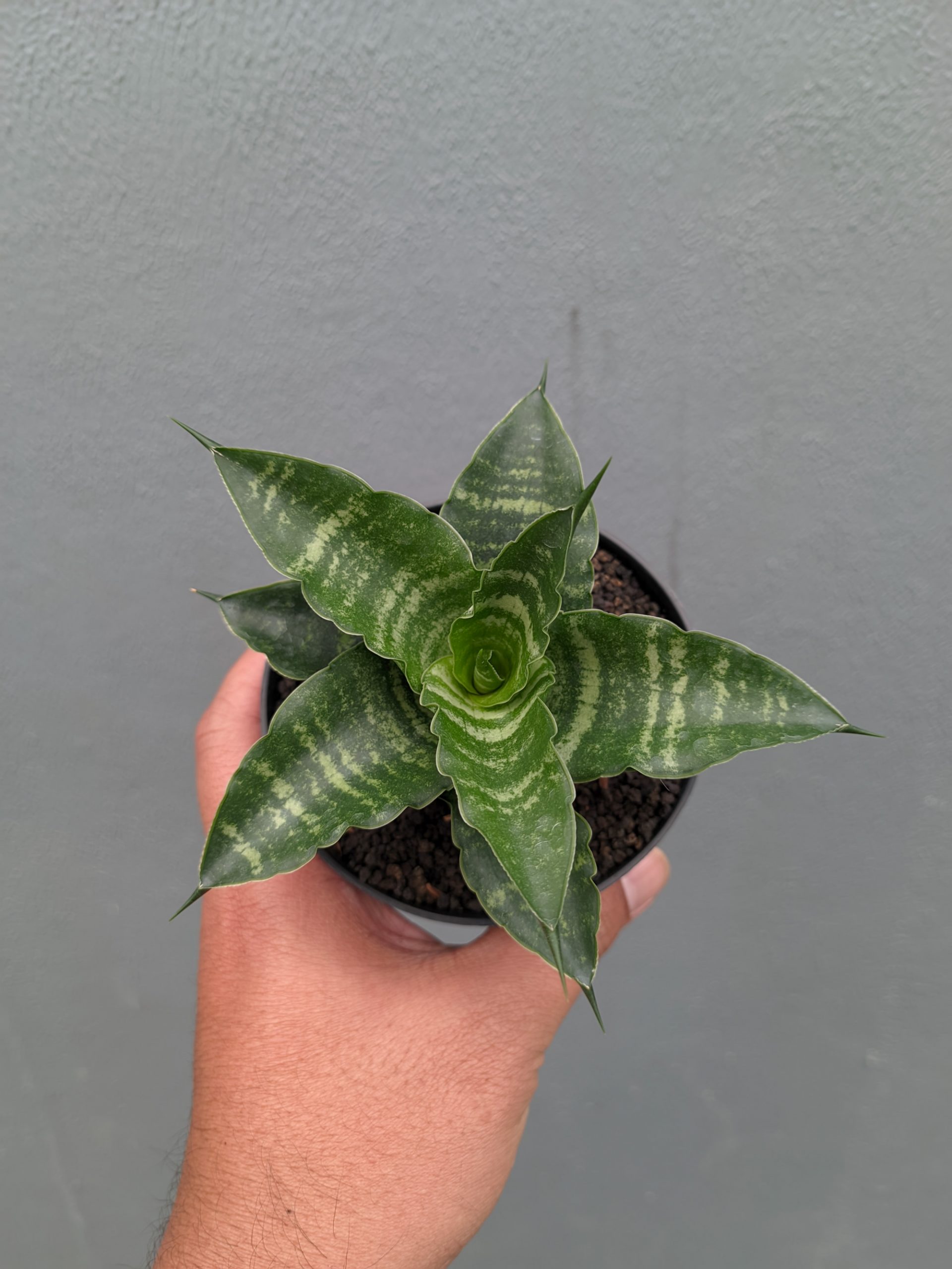 1361. Sansevieria Nemo - Image 5