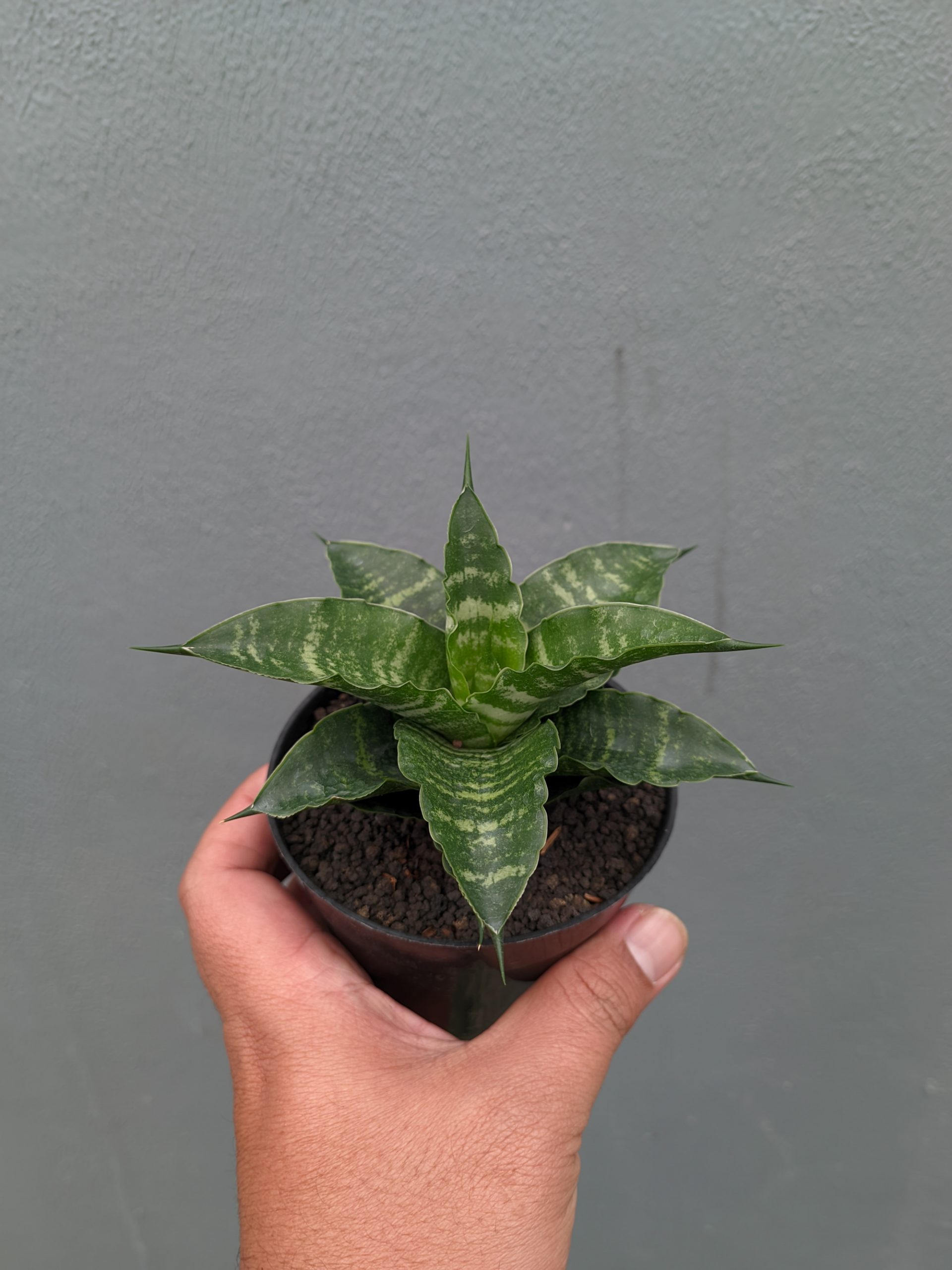 1361. Sansevieria Nemo - Image 6