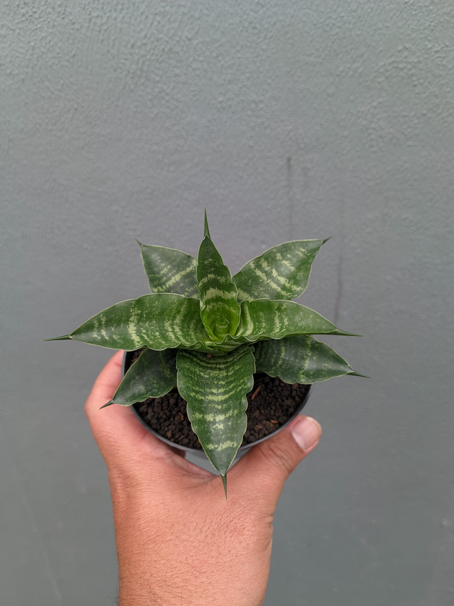 1361. Sansevieria Nemo - Image 7