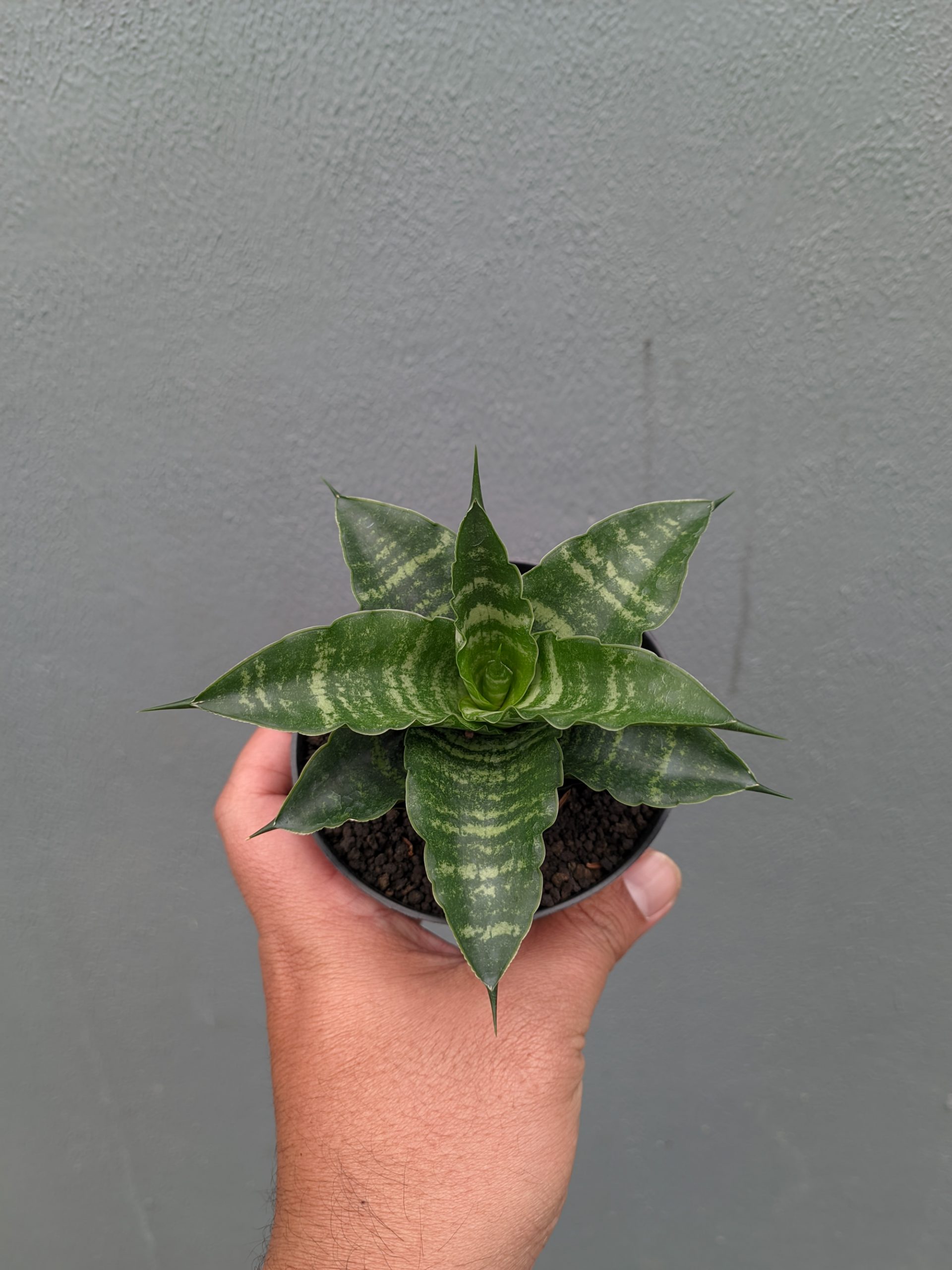 1361. Sansevieria Nemo - Image 9