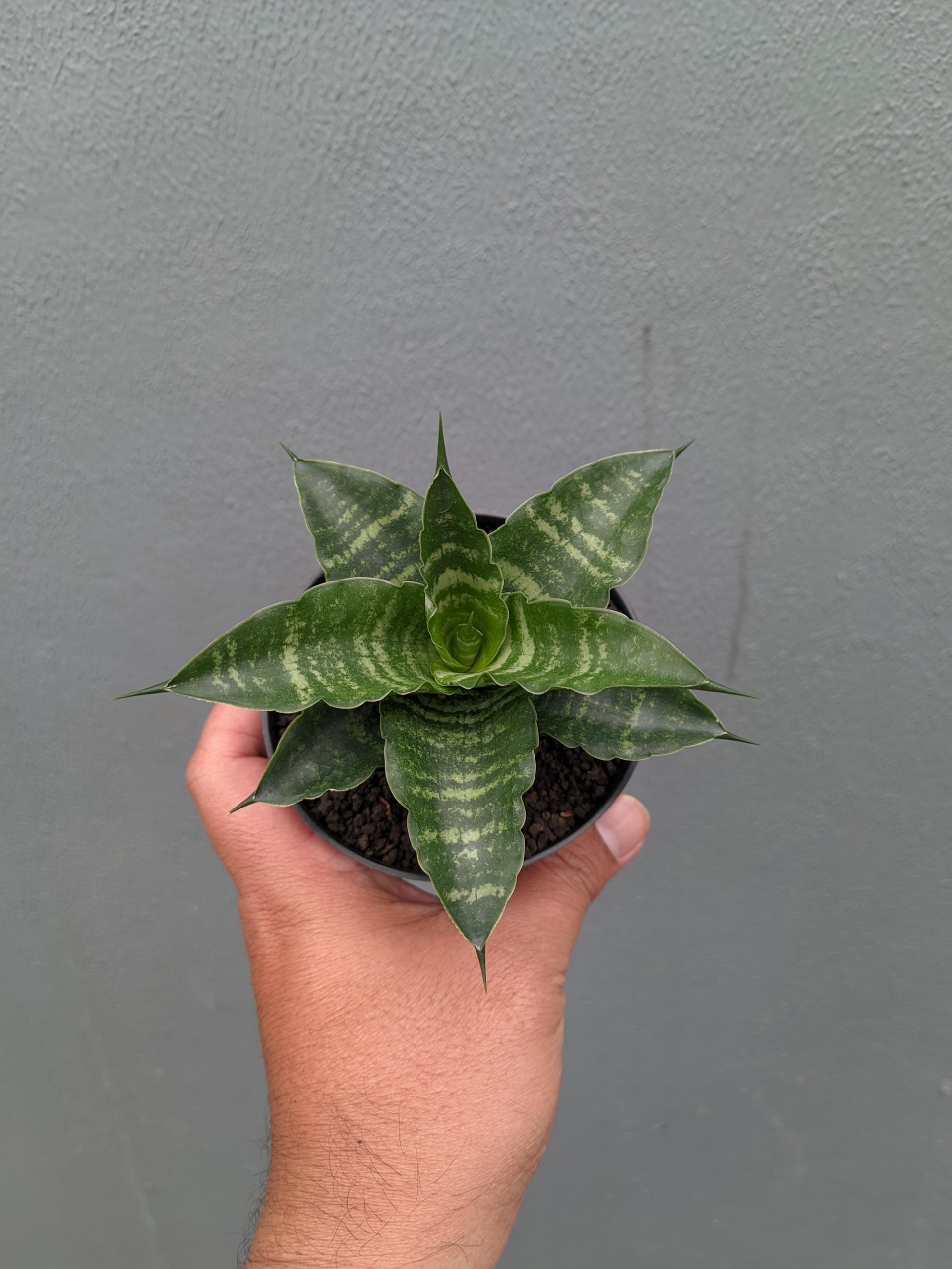 1361. Sansevieria Nemo - Image 10