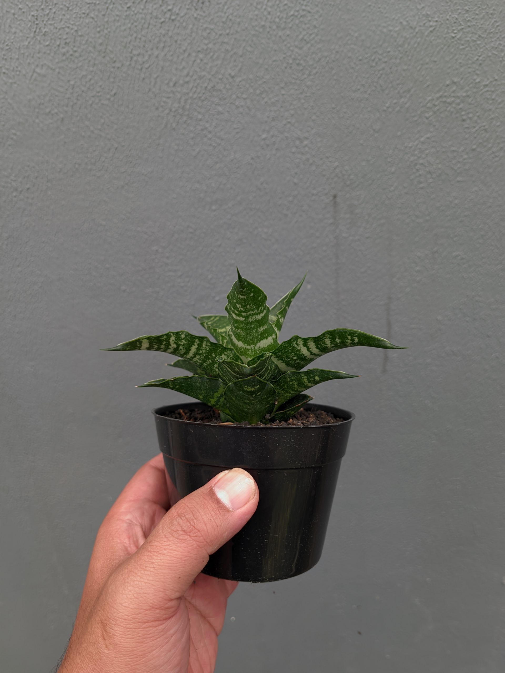 1361. Sansevieria Nemo - Image 8