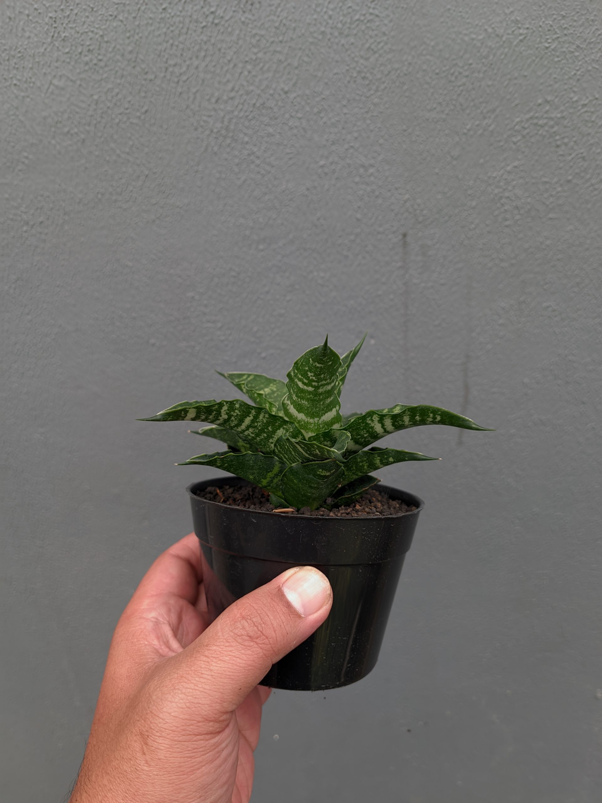 1361. Sansevieria Nemo - Image 4