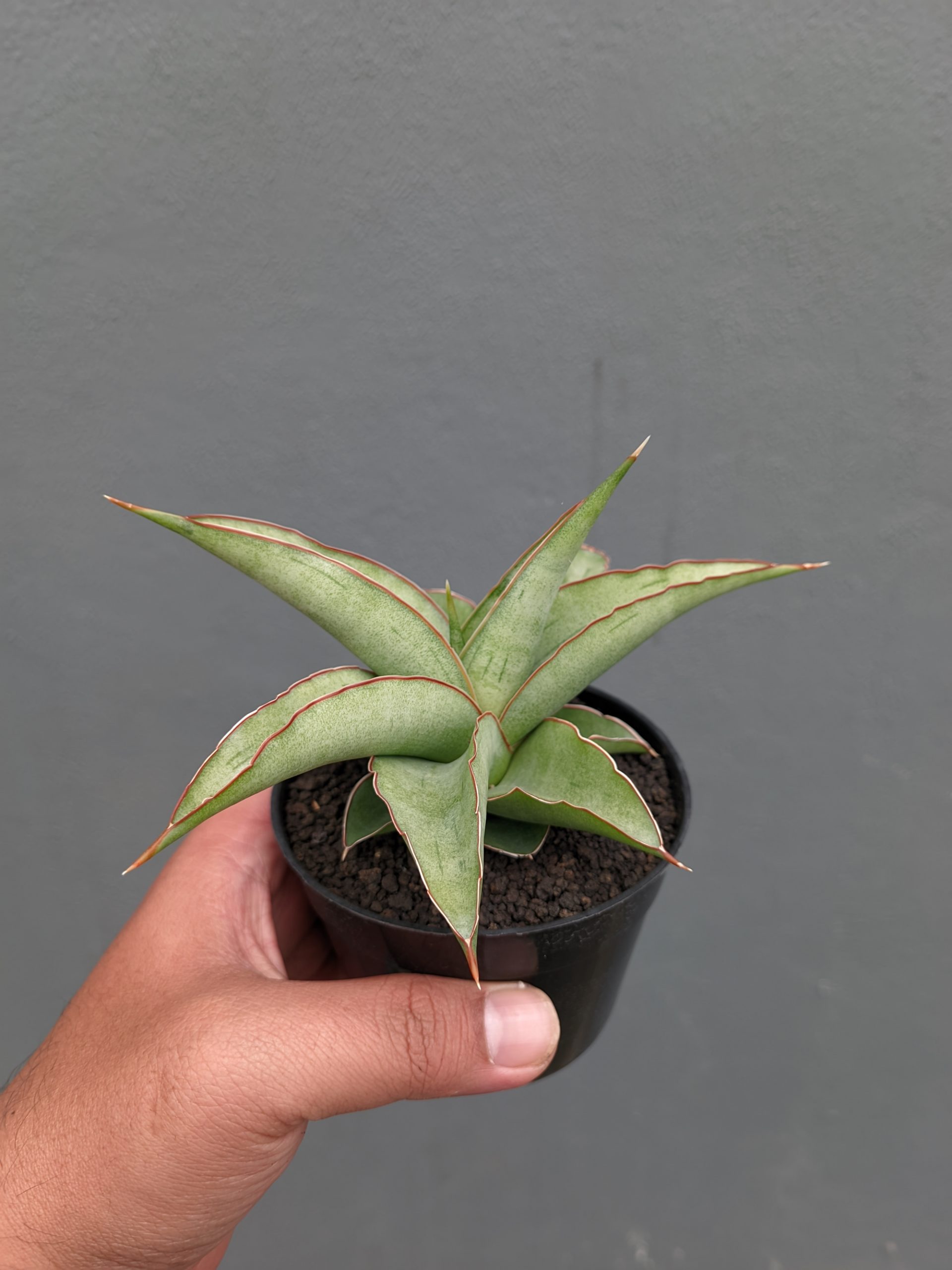 1362. Sansevieria Hanami - Image 3