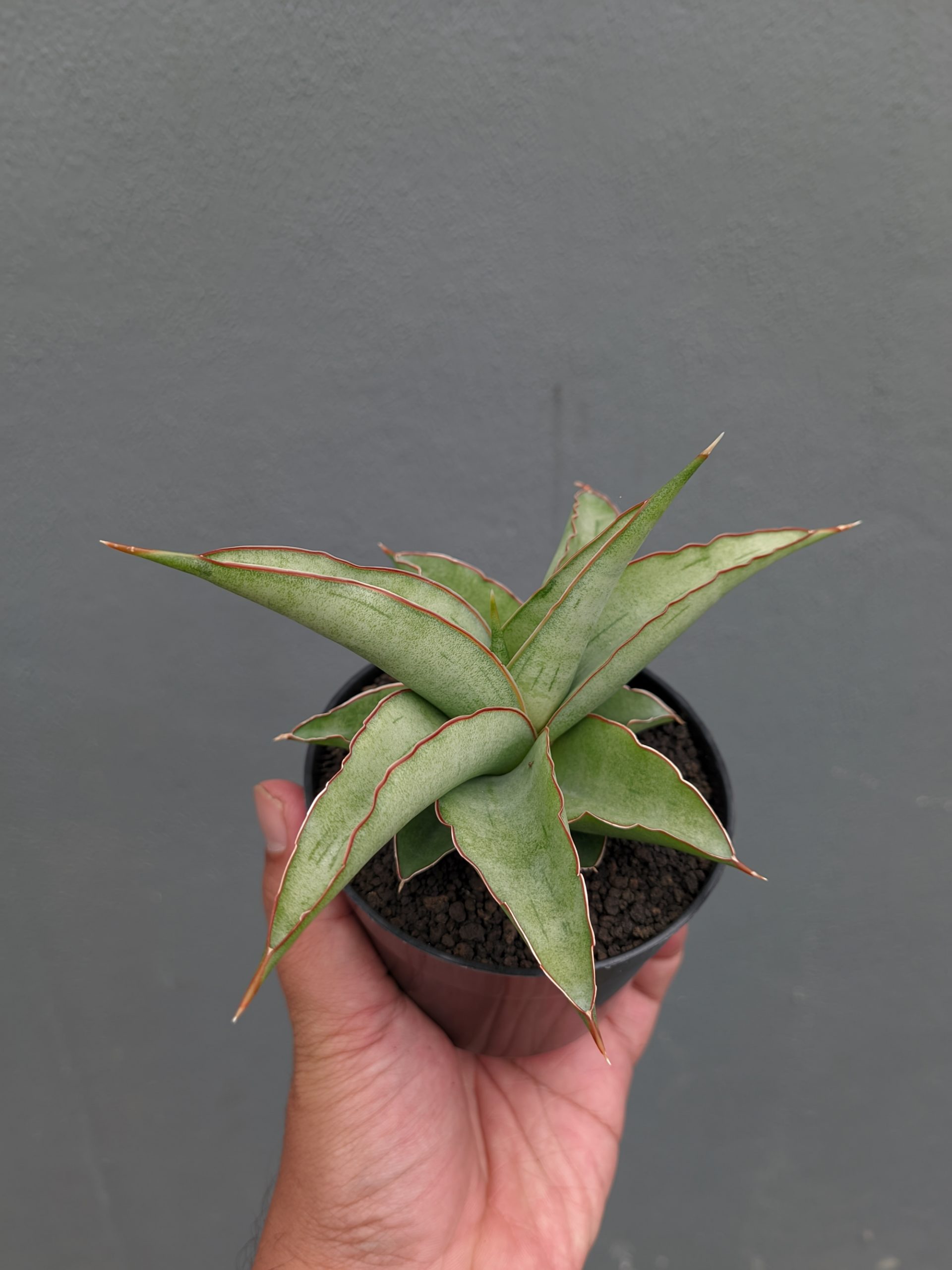 1362. Sansevieria Hanami - Image 12