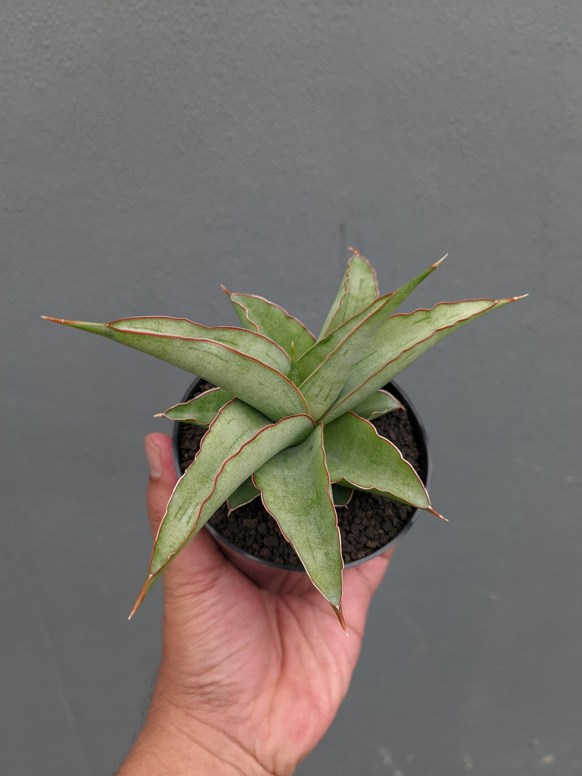 1362. Sansevieria Hanami - Image 13