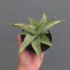 1362. Sansevieria Hanami