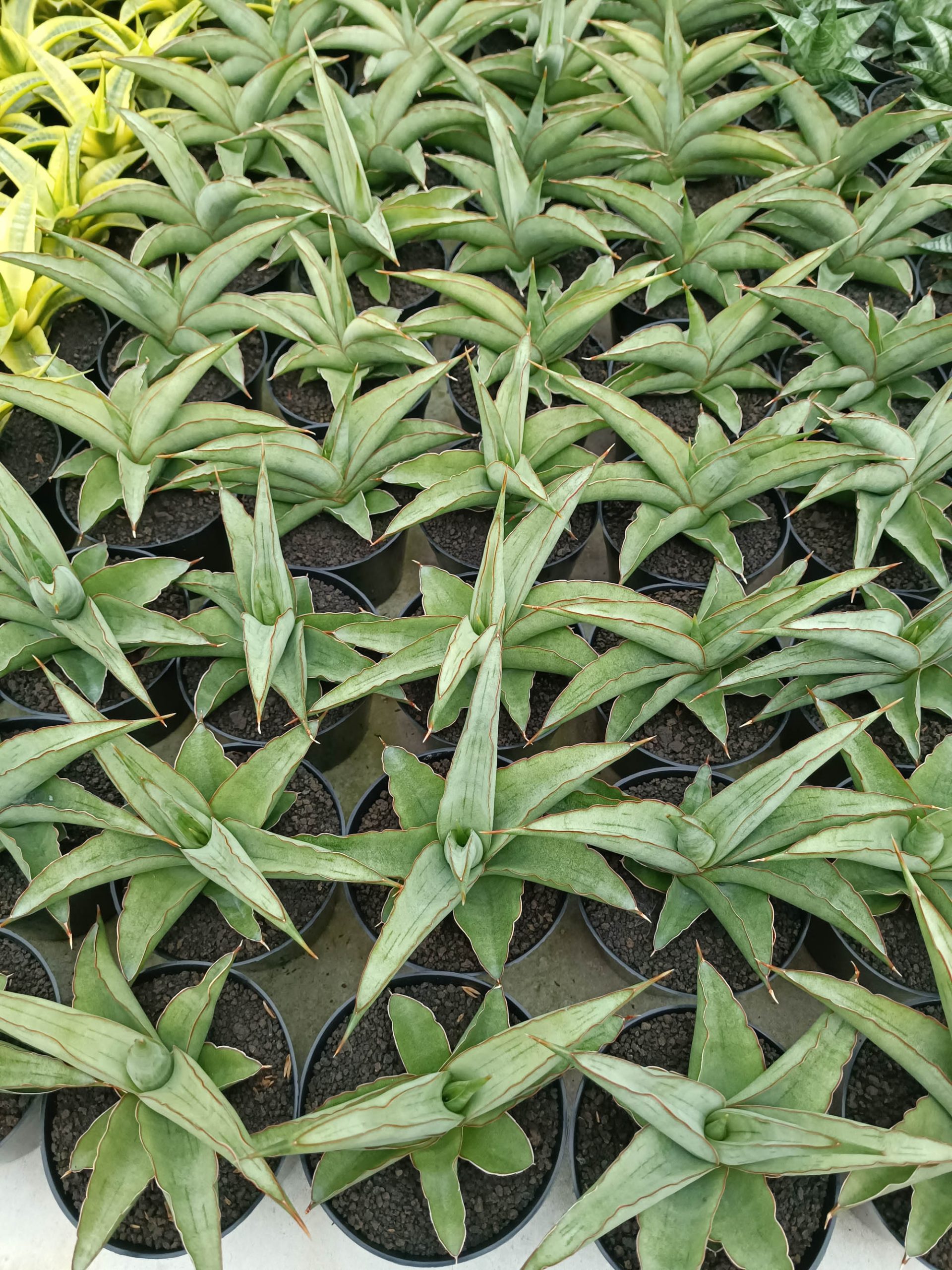 1362. Sansevieria Hanami - Image 2
