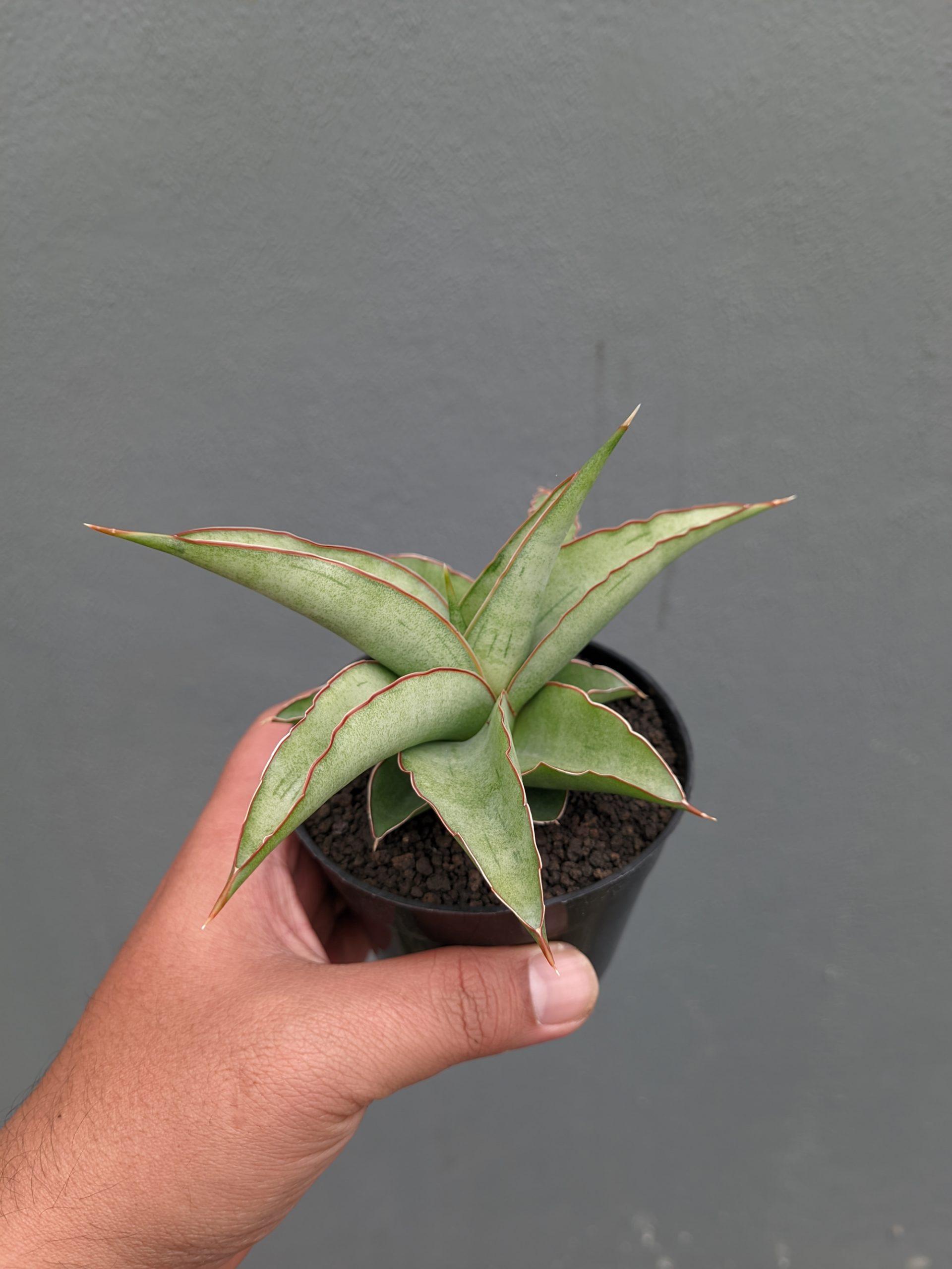 1362. Sansevieria Hanami - Image 4