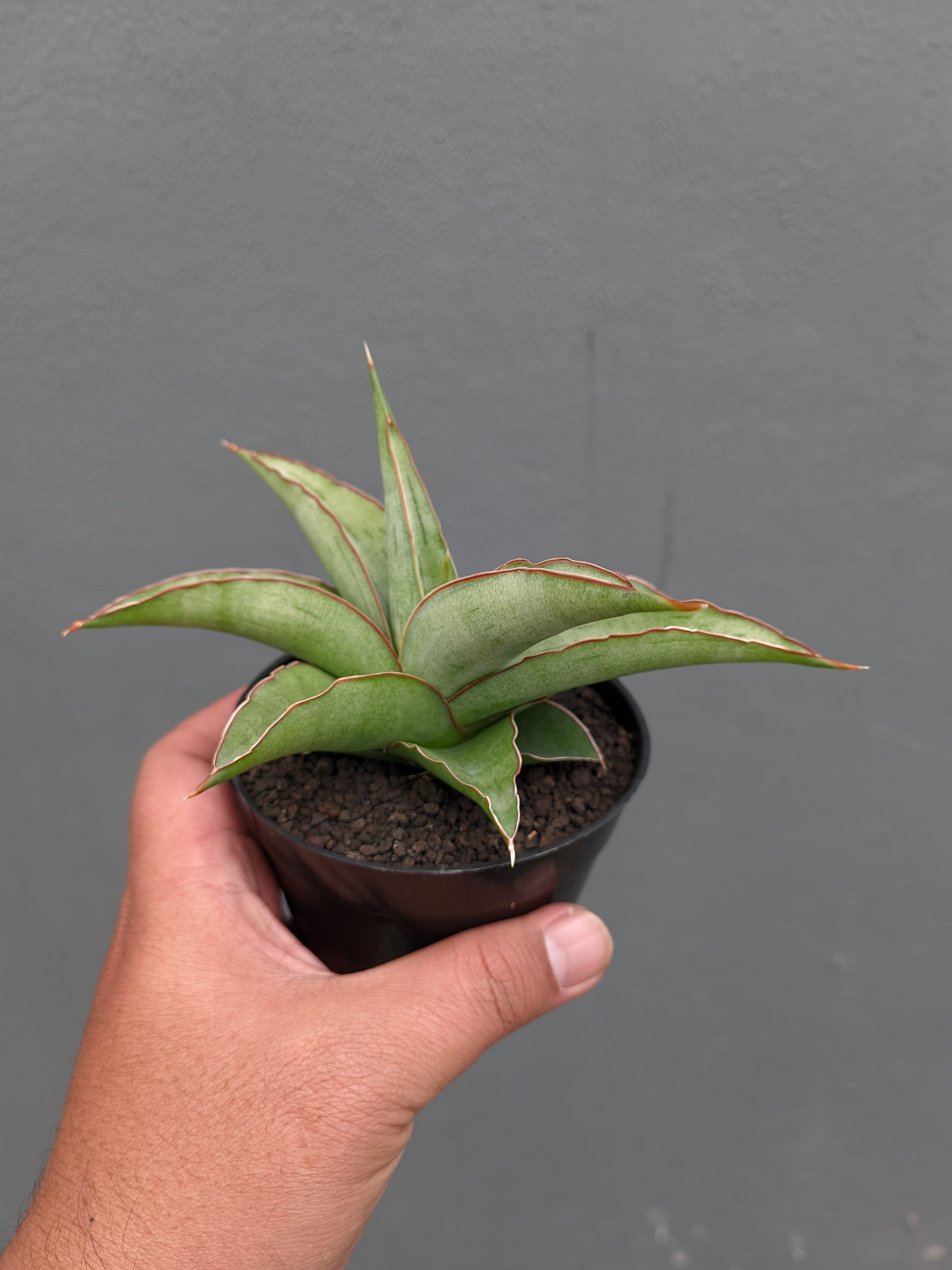 1362. Sansevieria Hanami - Image 5