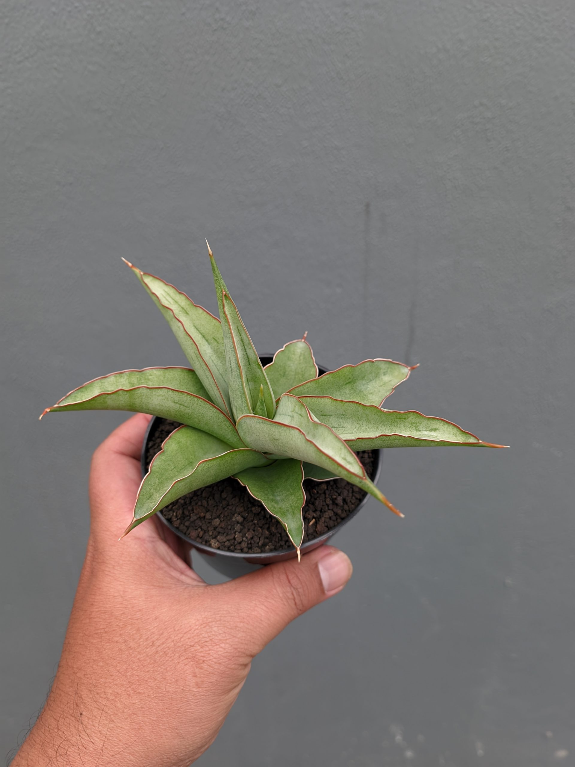 1362. Sansevieria Hanami - Image 6