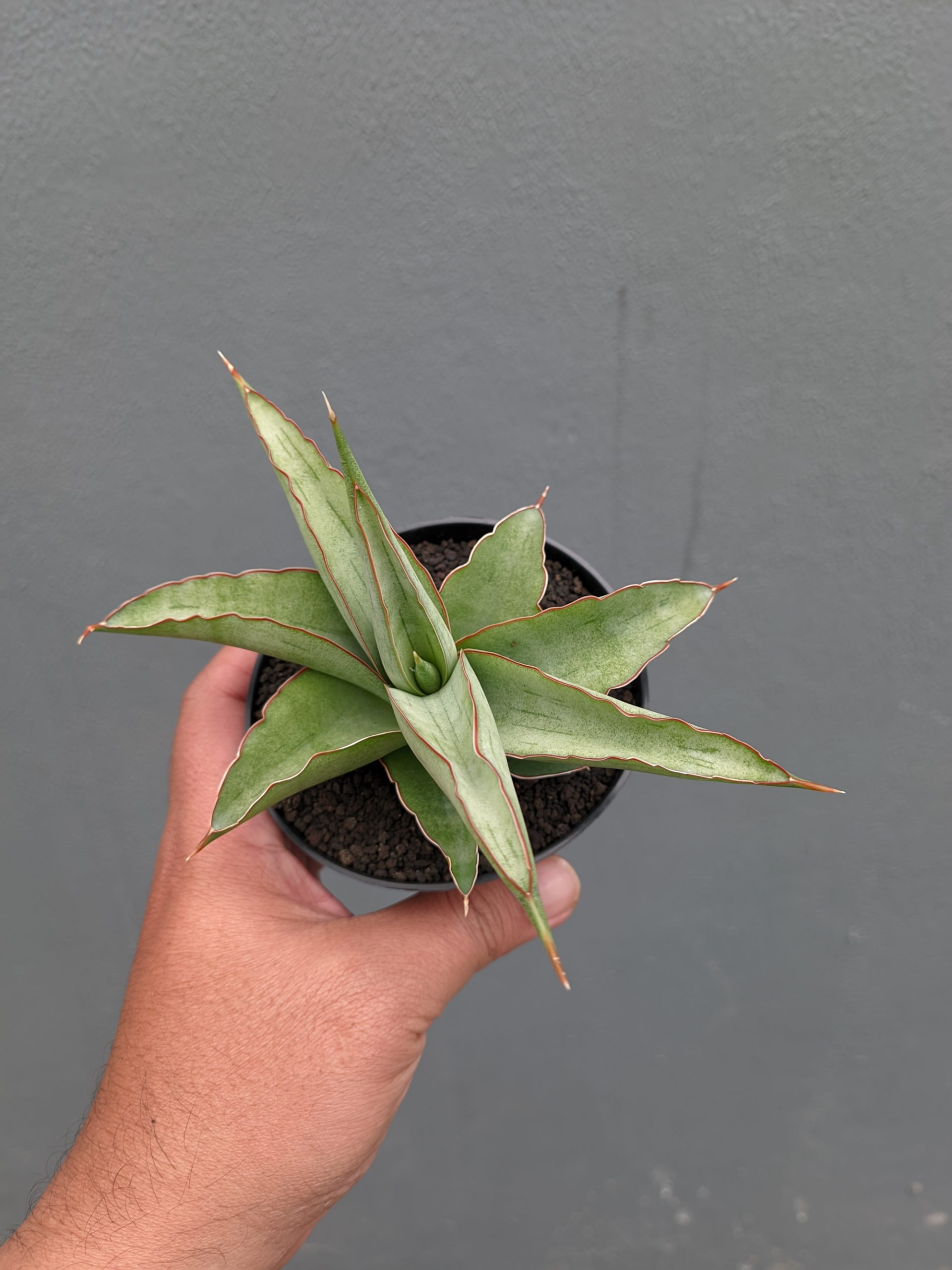 1362. Sansevieria Hanami - Image 7