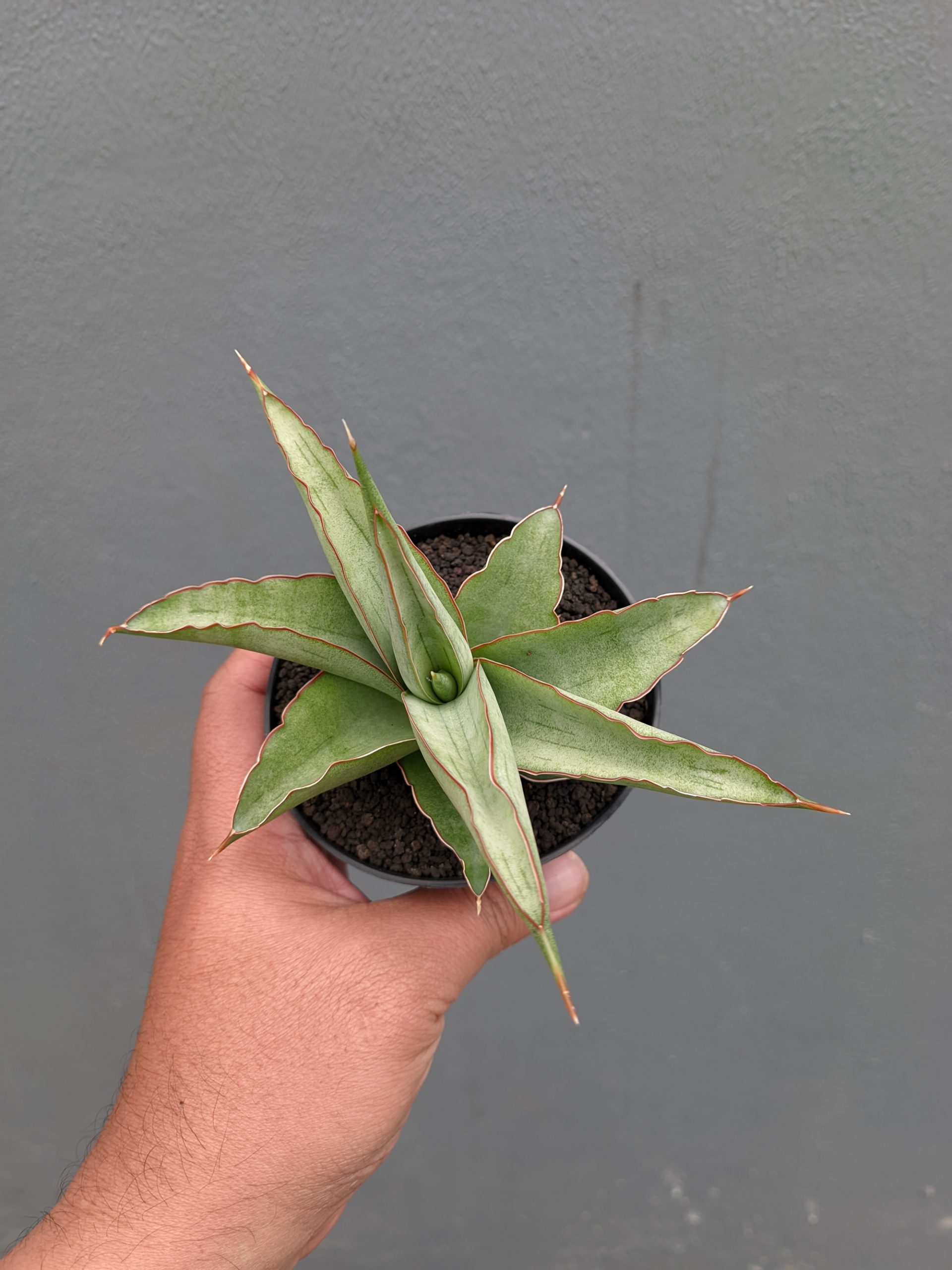 1362. Sansevieria Hanami - Image 8