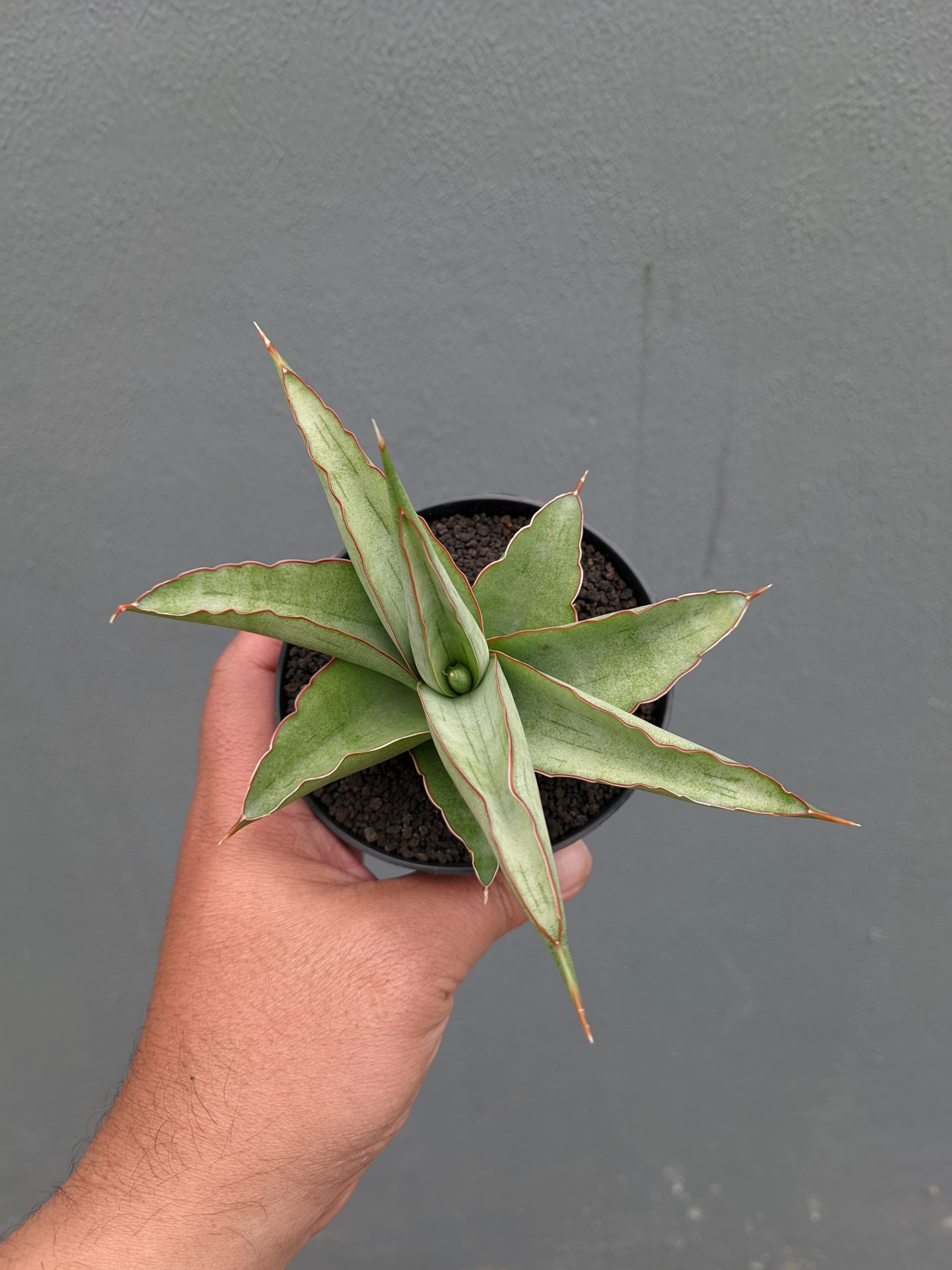 1362. Sansevieria Hanami - Image 9