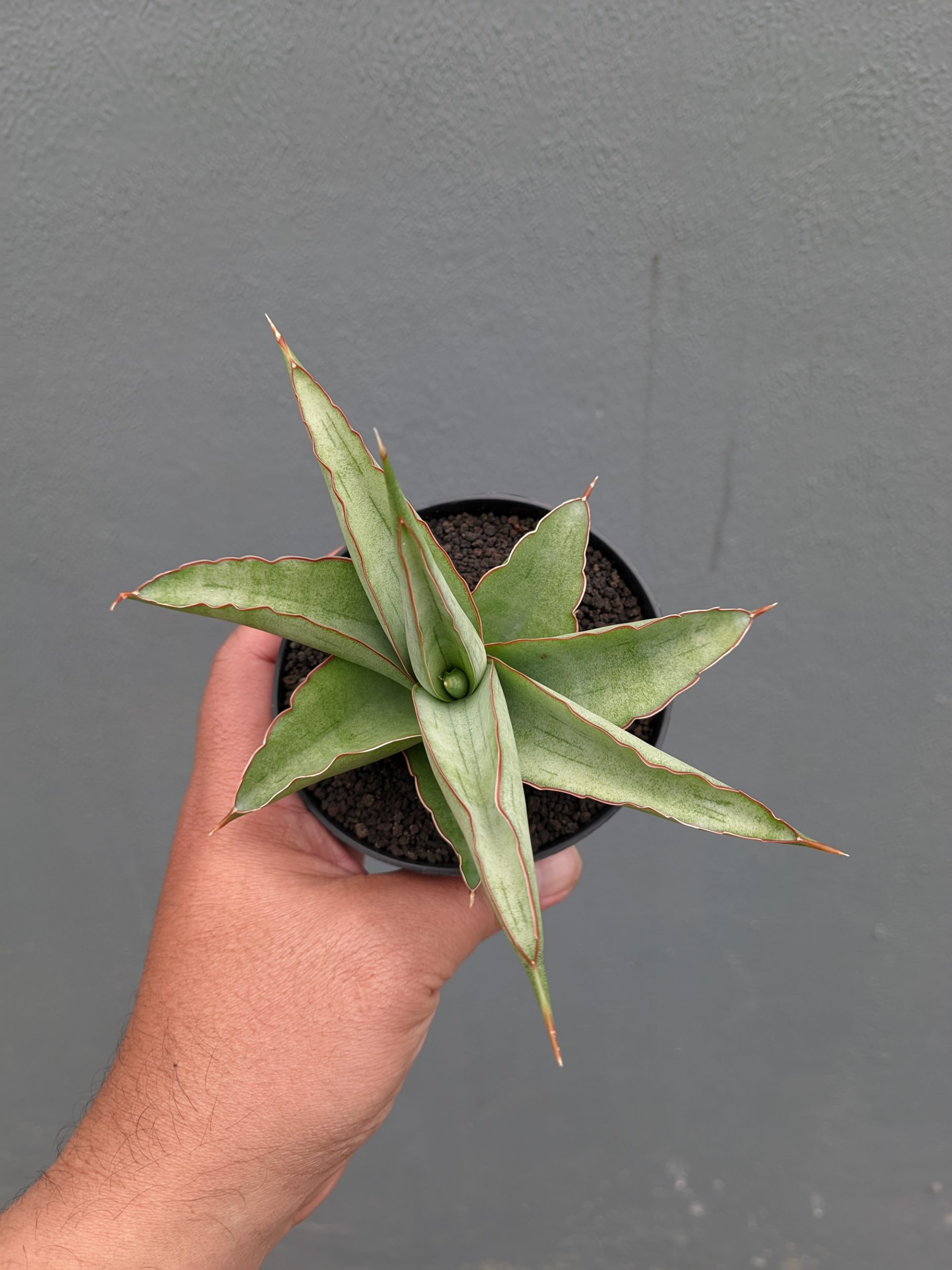 1362. Sansevieria Hanami - Image 10