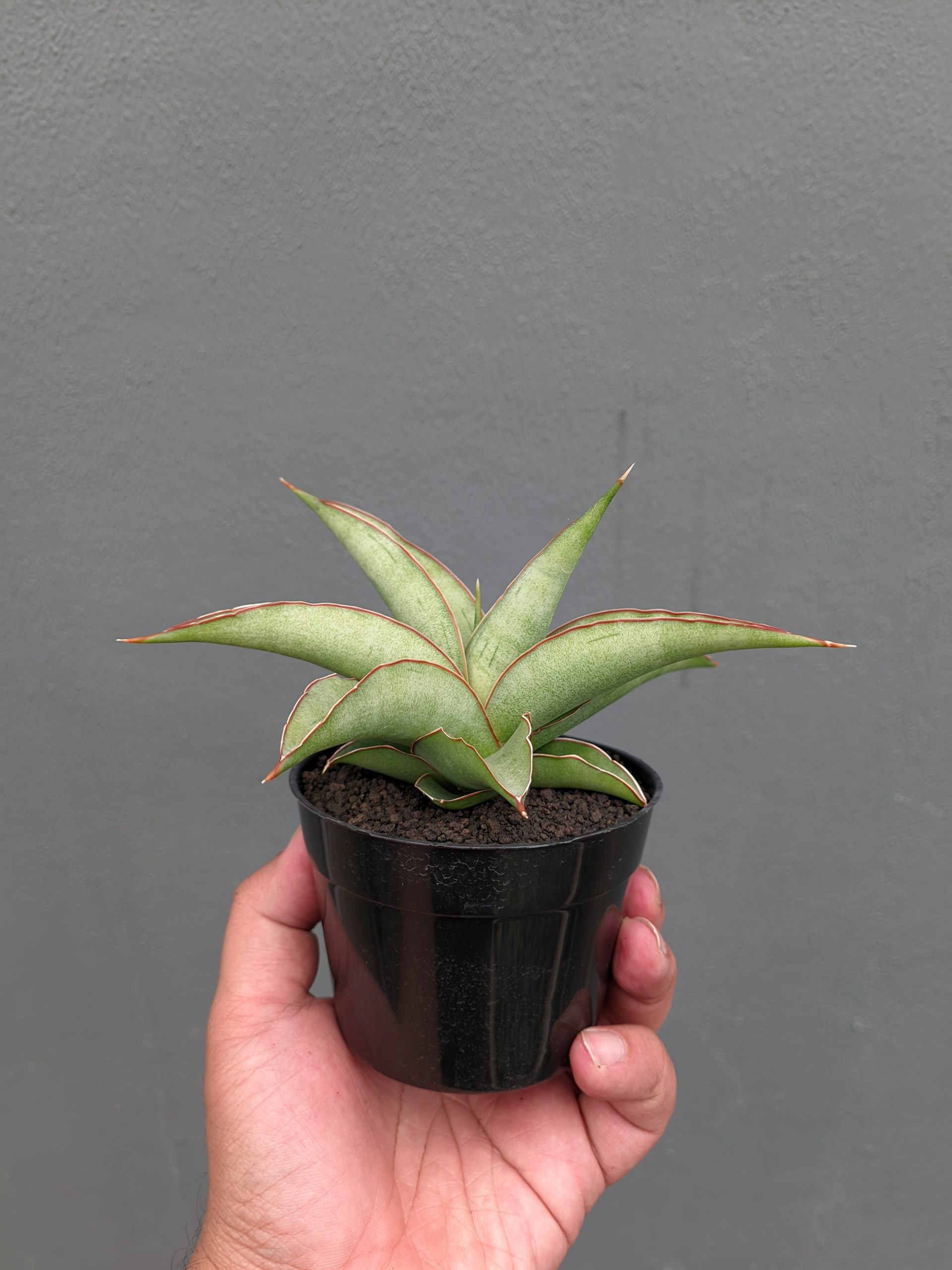 1362. Sansevieria Hanami - Image 11
