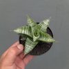 1363. Sansevieria Windi