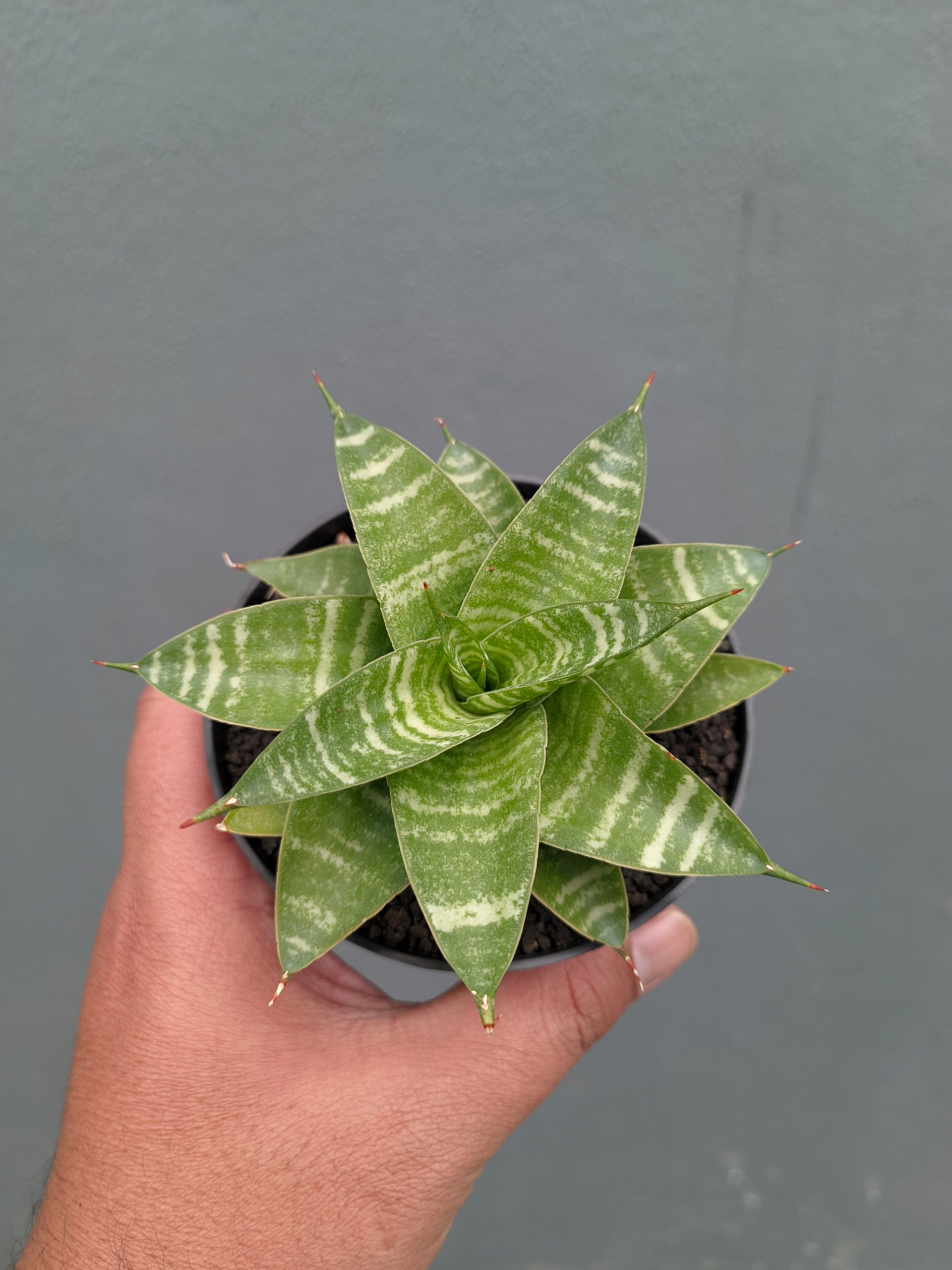 1364. Sansevieria Quil - Image 2