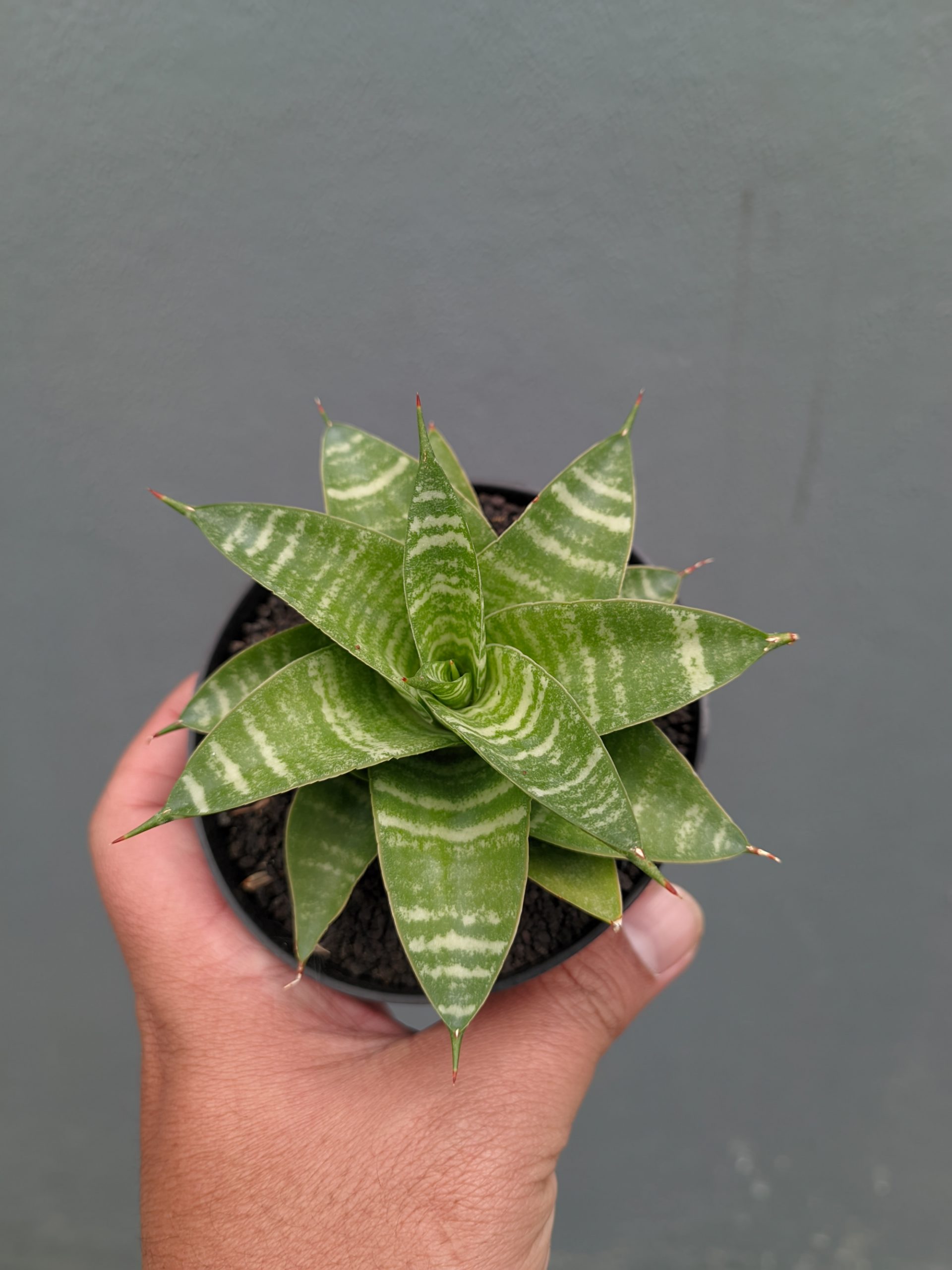 1364. Sansevieria Quil - Image 10