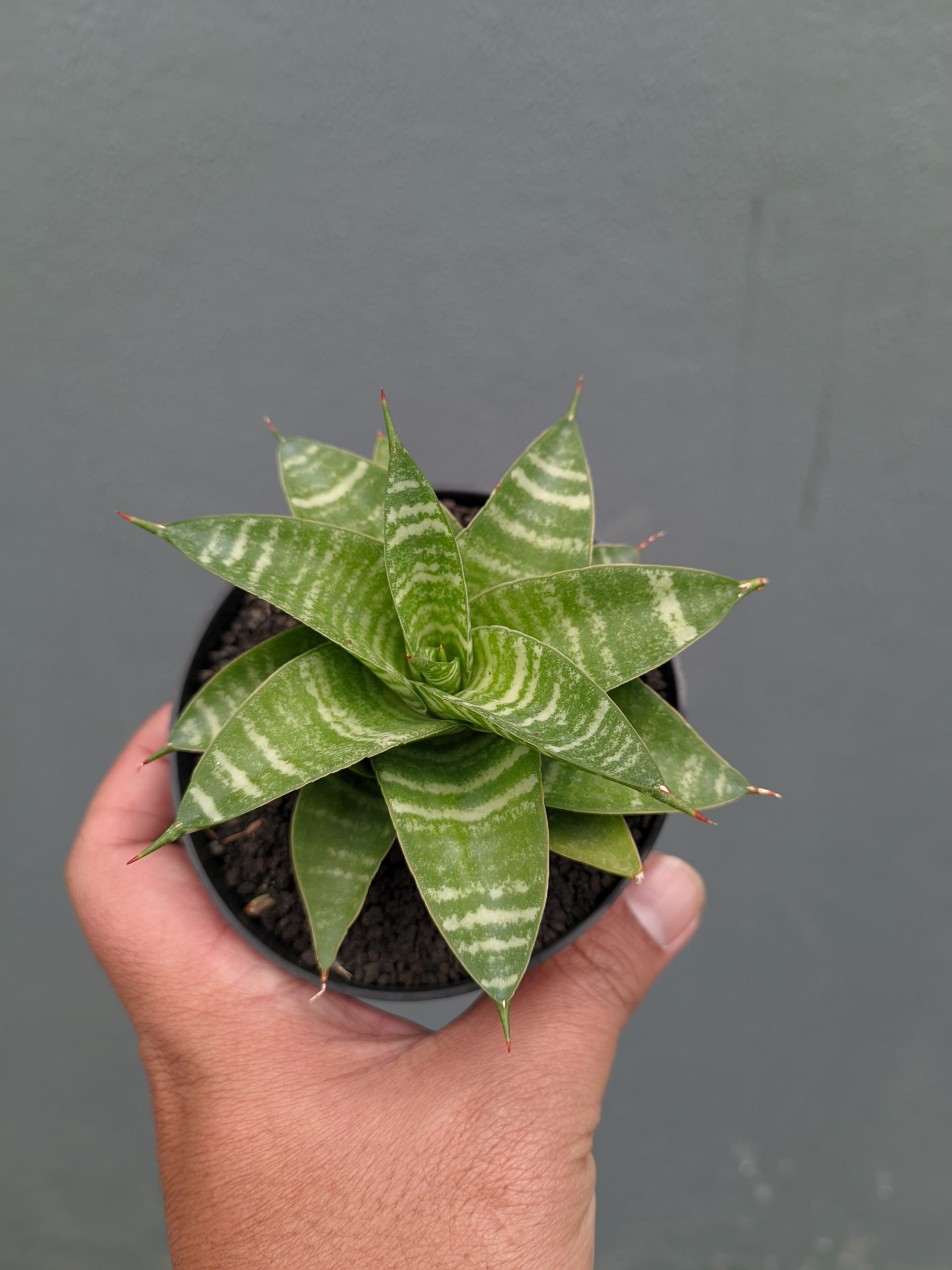 1364. Sansevieria Quil - Image 11