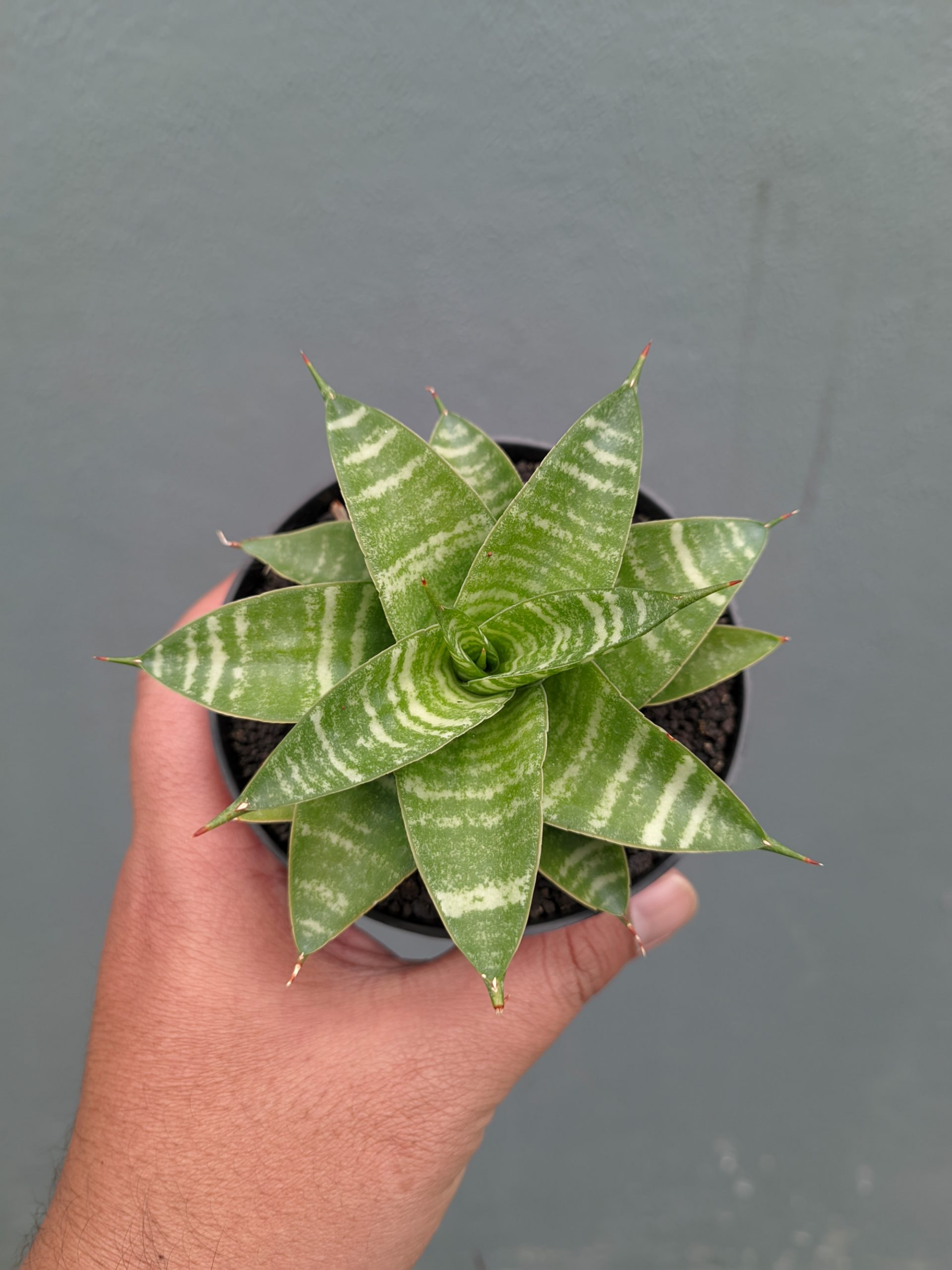 1364. Sansevieria Quil - Image 3