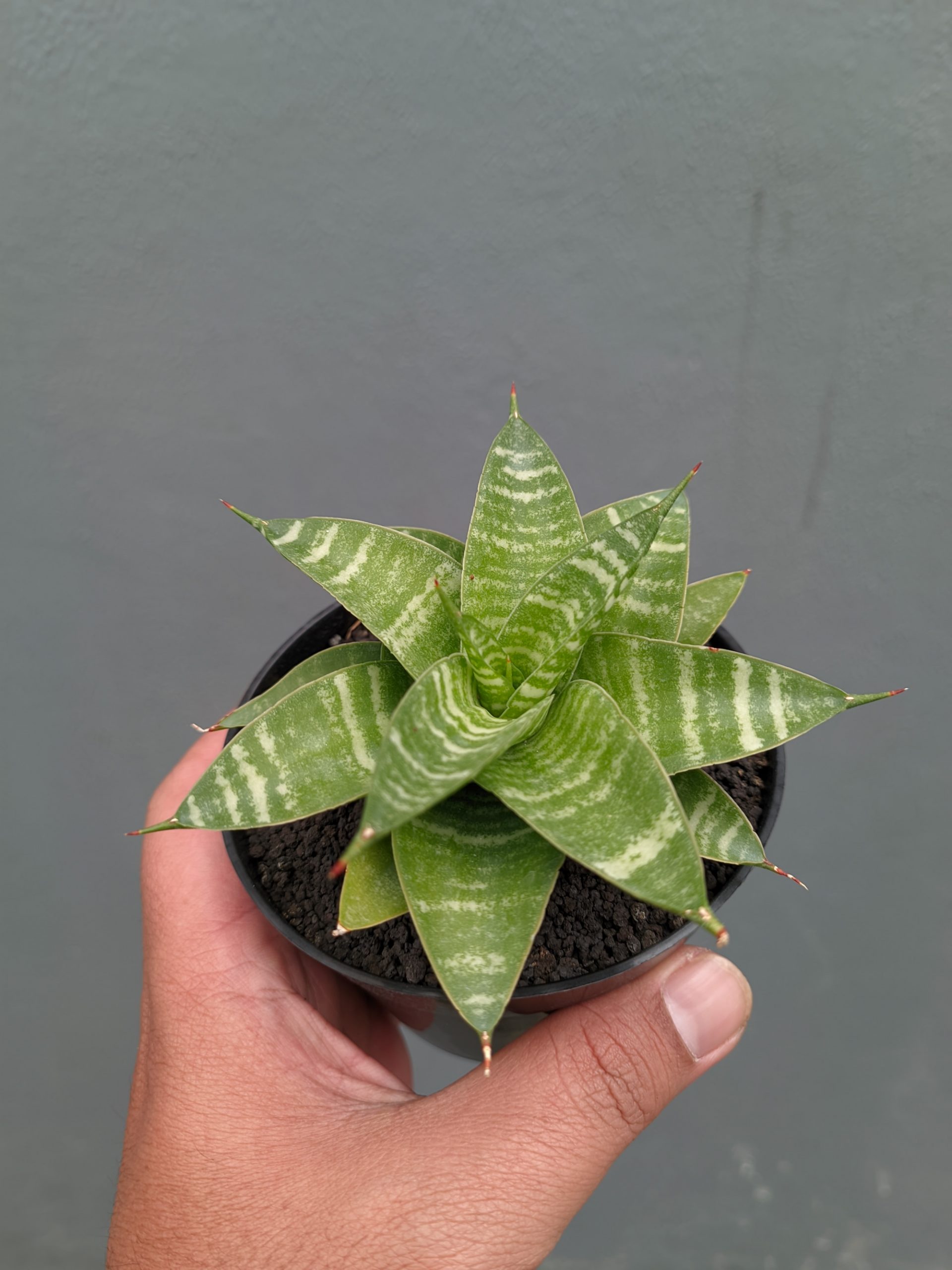 1364. Sansevieria Quil - Image 4