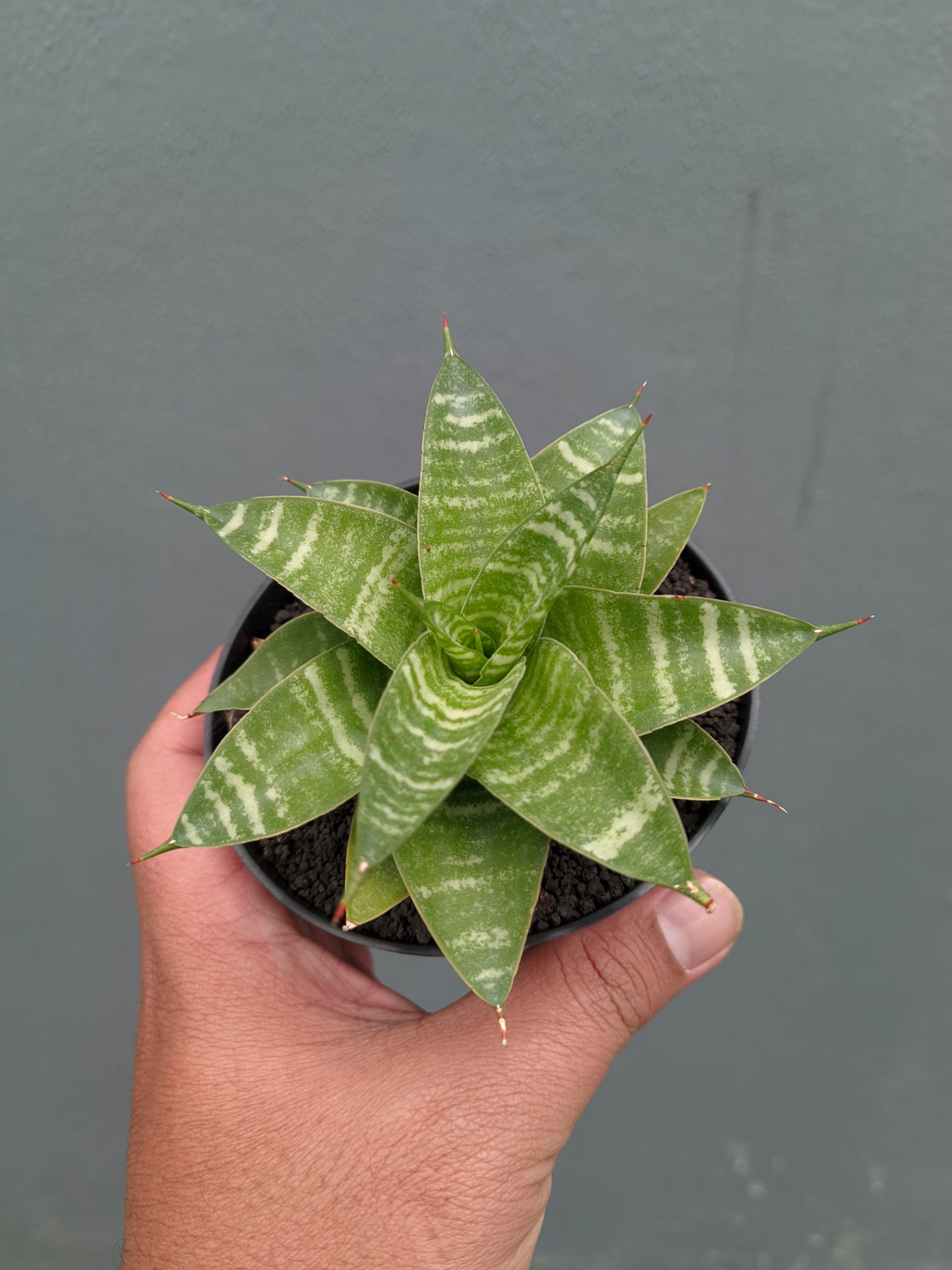 1364. Sansevieria Quil - Image 5
